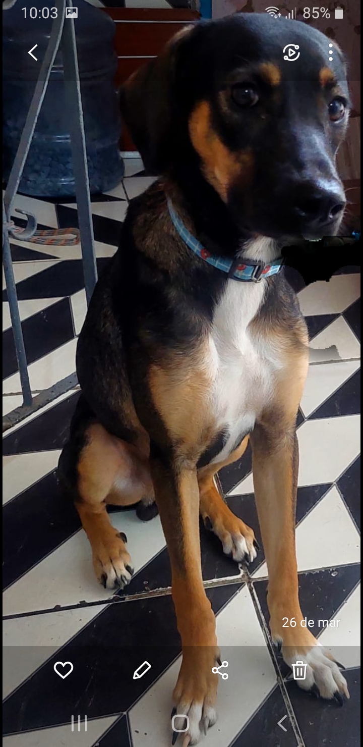 Portal Adocão Doação de cachorro macho🐕 Salvador 