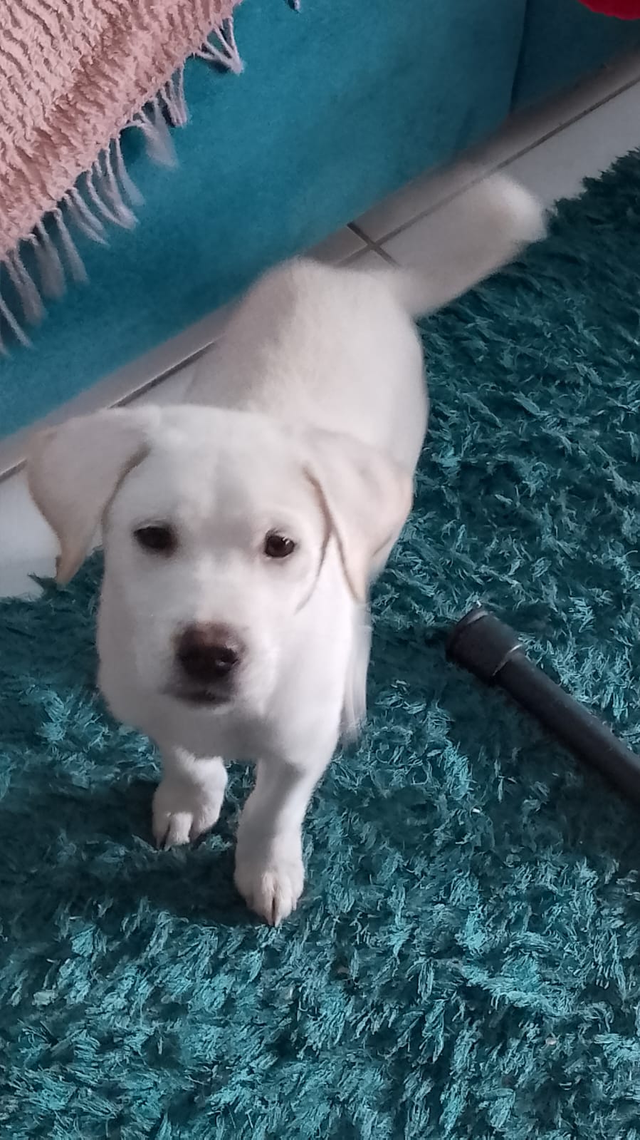 Portal Adocão Cachorro macho branco nascido em julho deste ano em Unamar Unamar