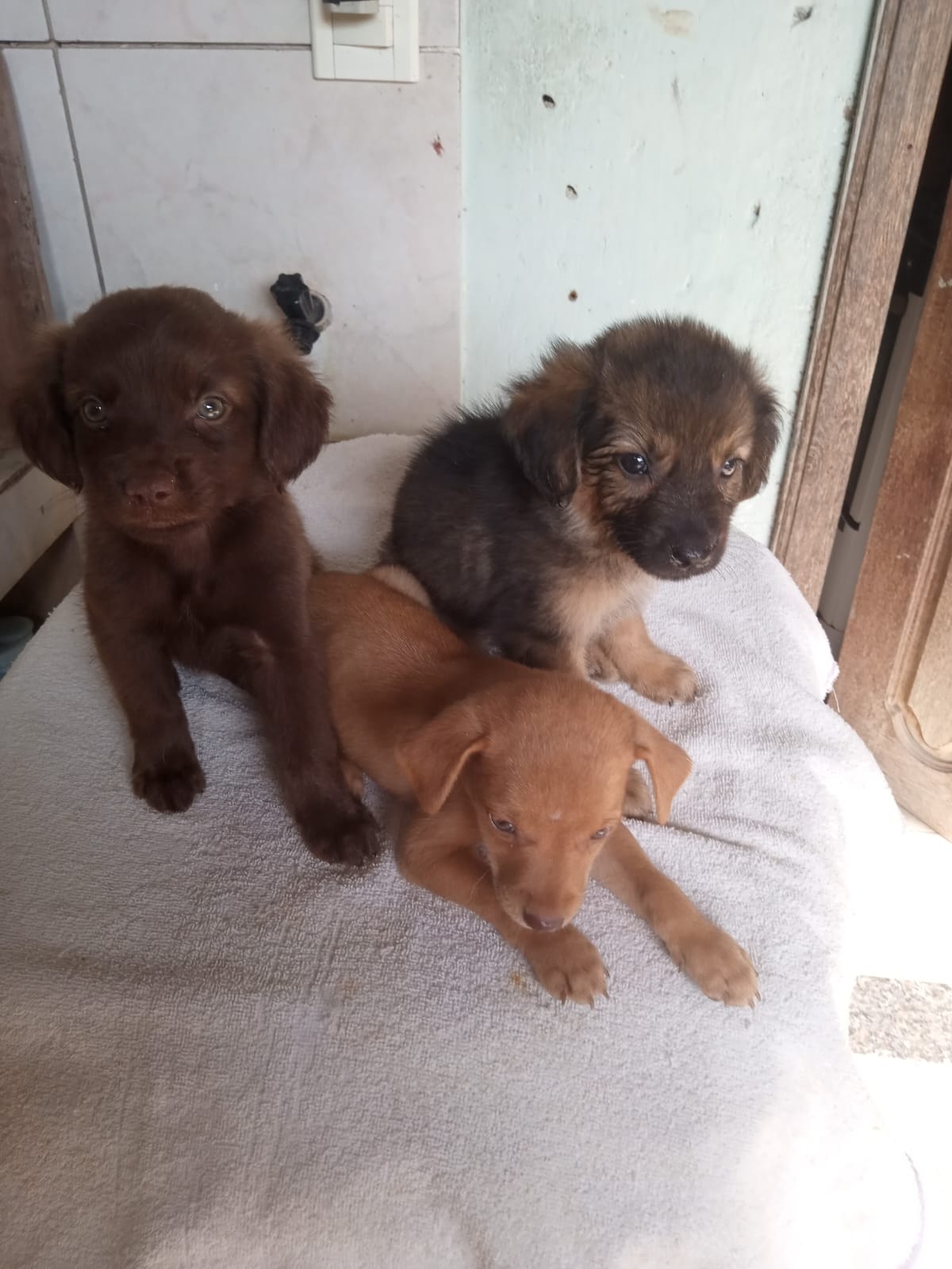 Portal Adocão Cães  Belém