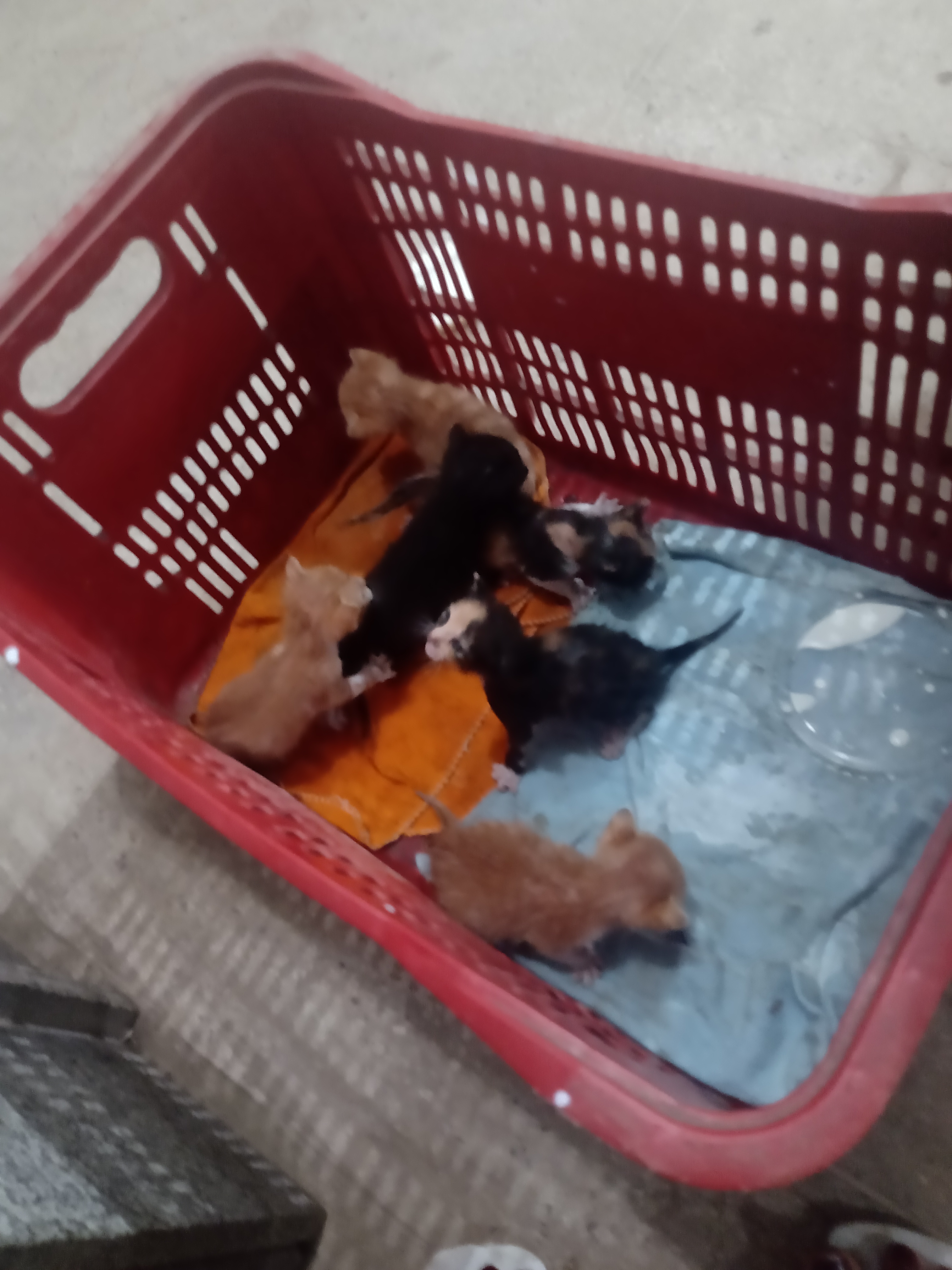 Portal Adocão Doação de gato filhotes Maceió 