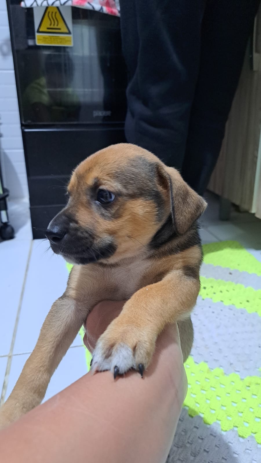 Portal Adocão Doação de cachorrinhos. Tijucas