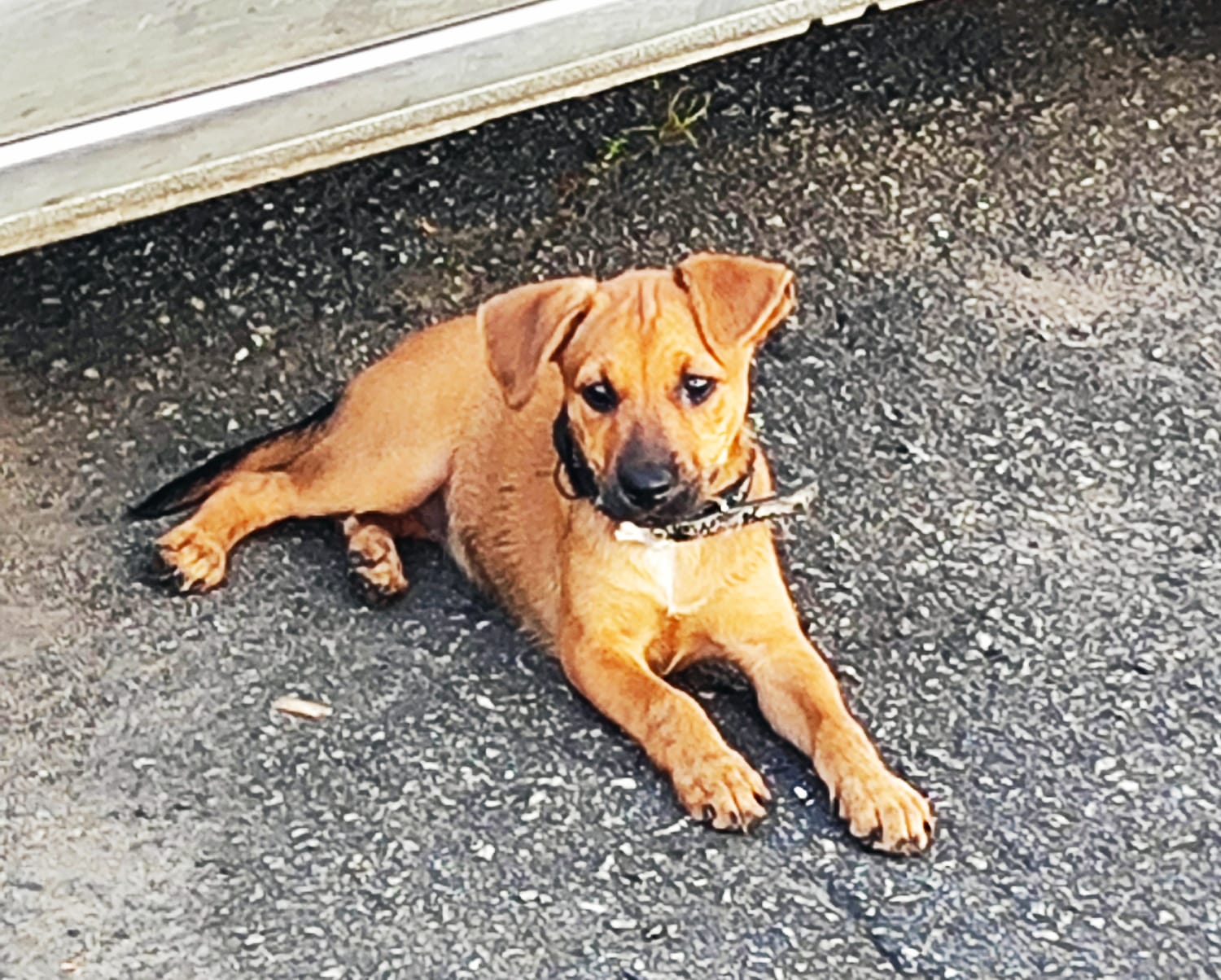 Portal Adocão Adote essa menina, ela precisa de um lar amoroso para morar! Praia Grande 