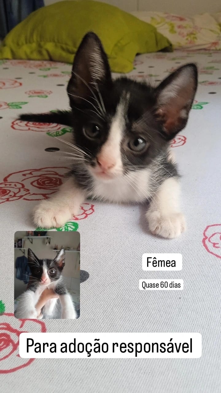 Portal Adocão Filhotes de gato Goiânia 