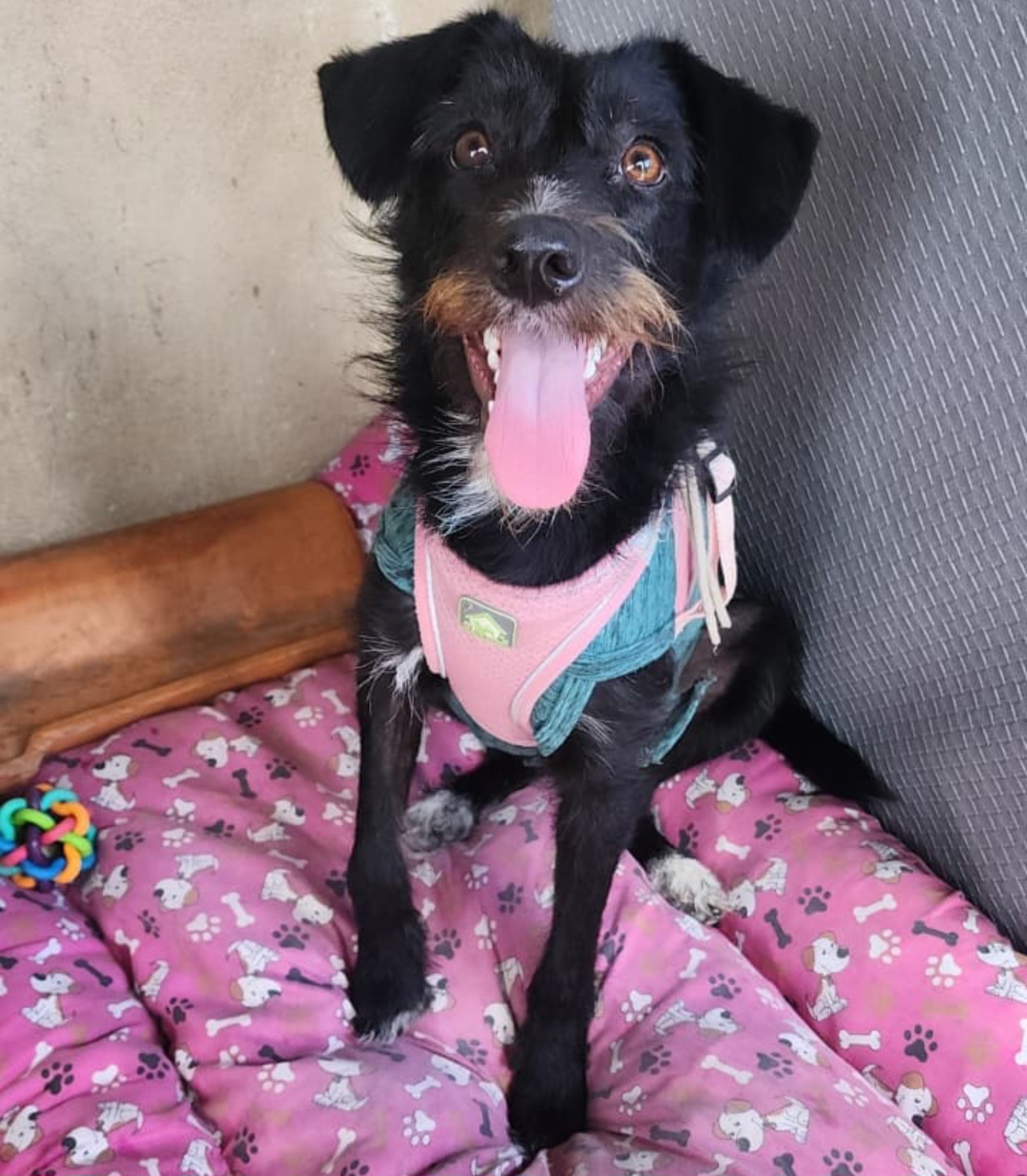 Portal Adocão Cachorrinha castrada e vacinada de 11 meses para adoção responsável no Rio de Janeiro  Rio de Janeiro 