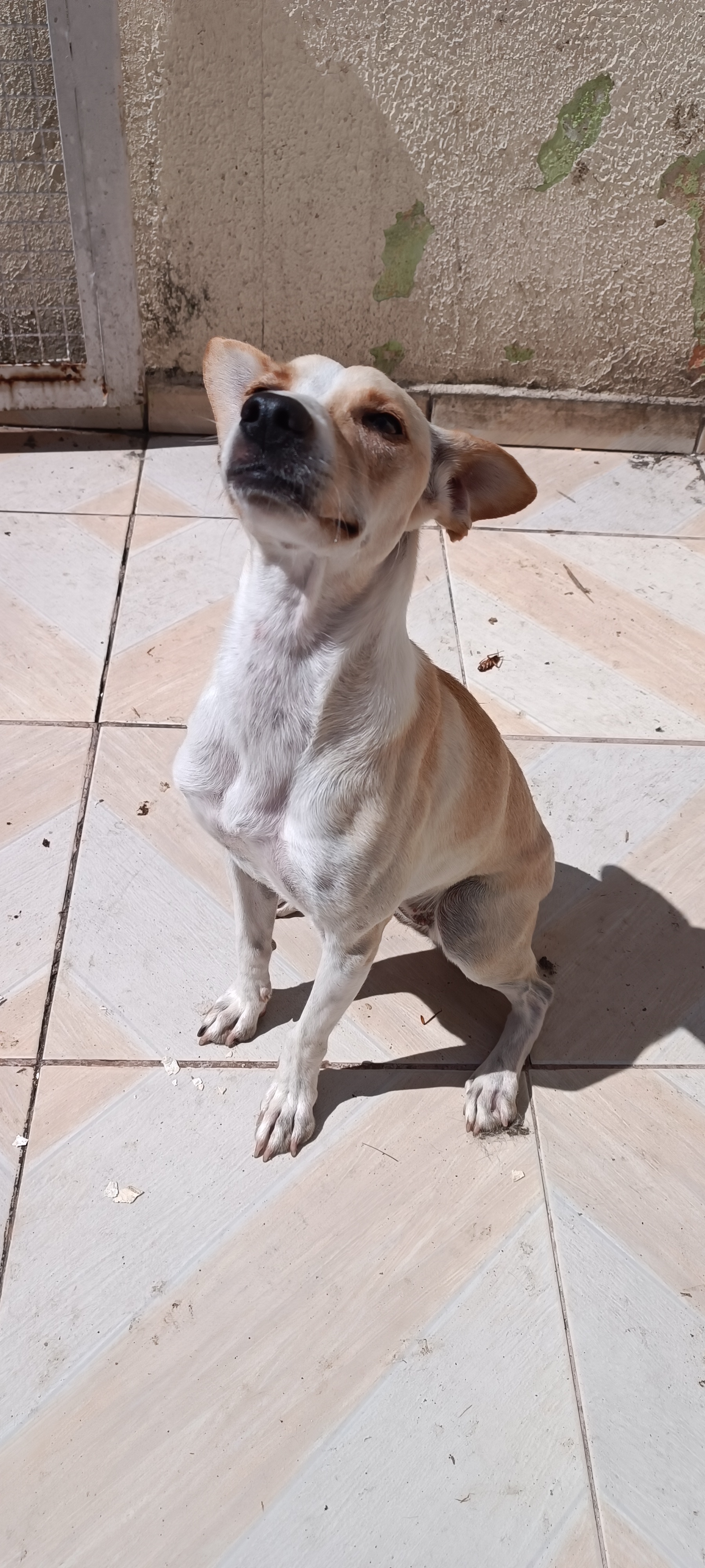 Portal Adocão Cachorra de porte pequeno Sorocaba