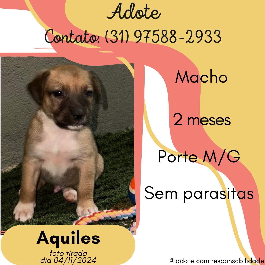 Portal Adocão Adoção  Belo Horizonte 