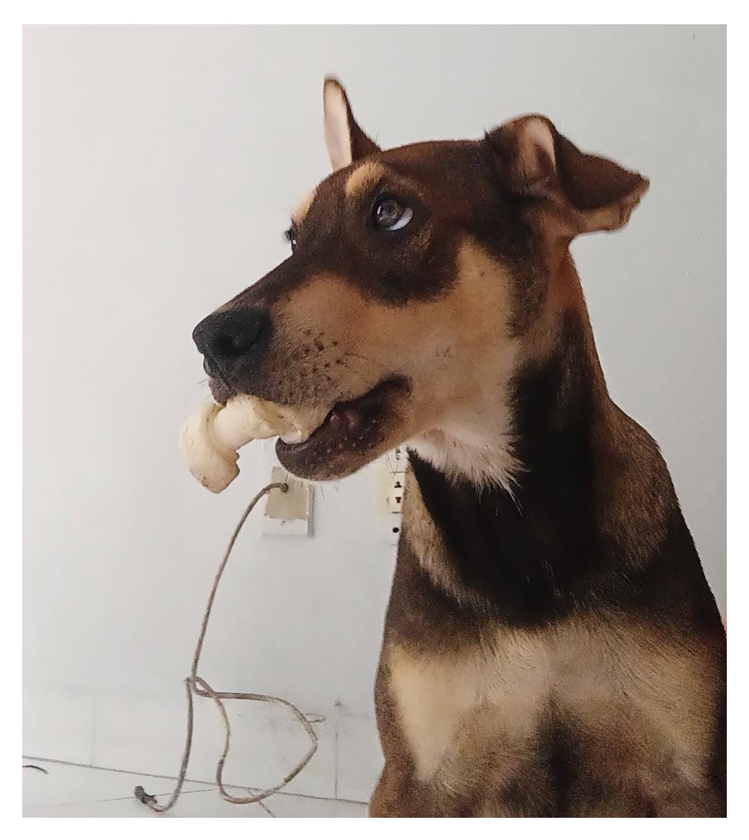 Portal Adocão Adoção responsável desse querido pet. Rio de Janeiro