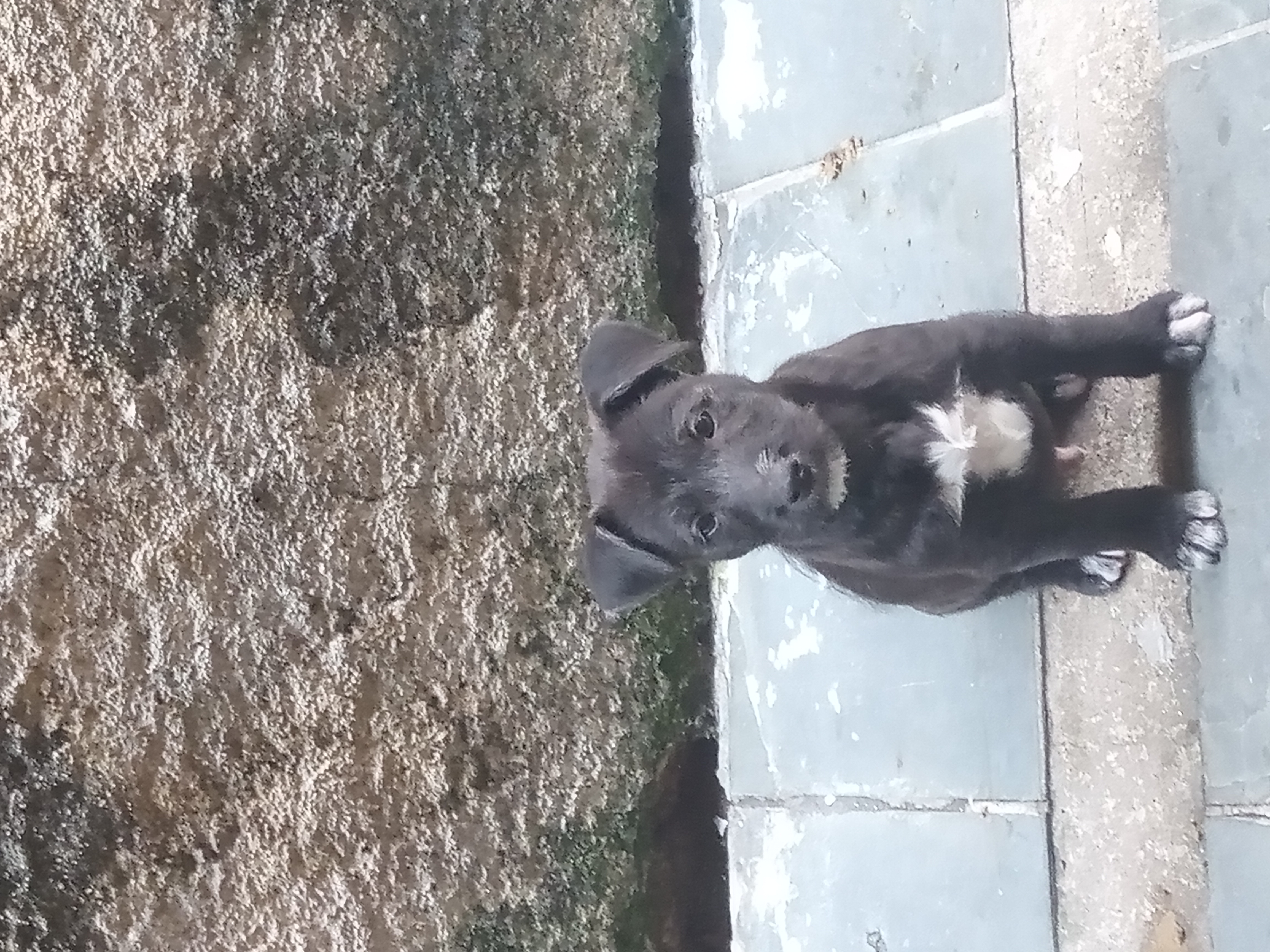 Portal Adocão Cãozinho 2meses São paulo/. Ipiranga