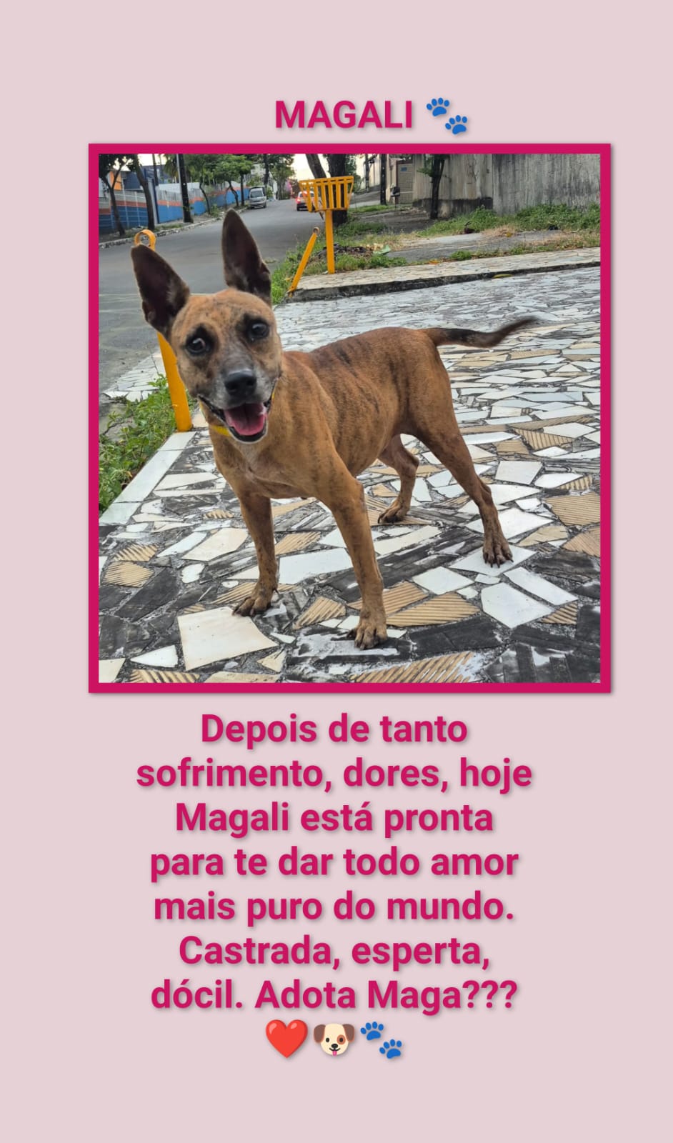 Portal Adocão ADOÇÃO RESPONSÁVEL  RECIFE