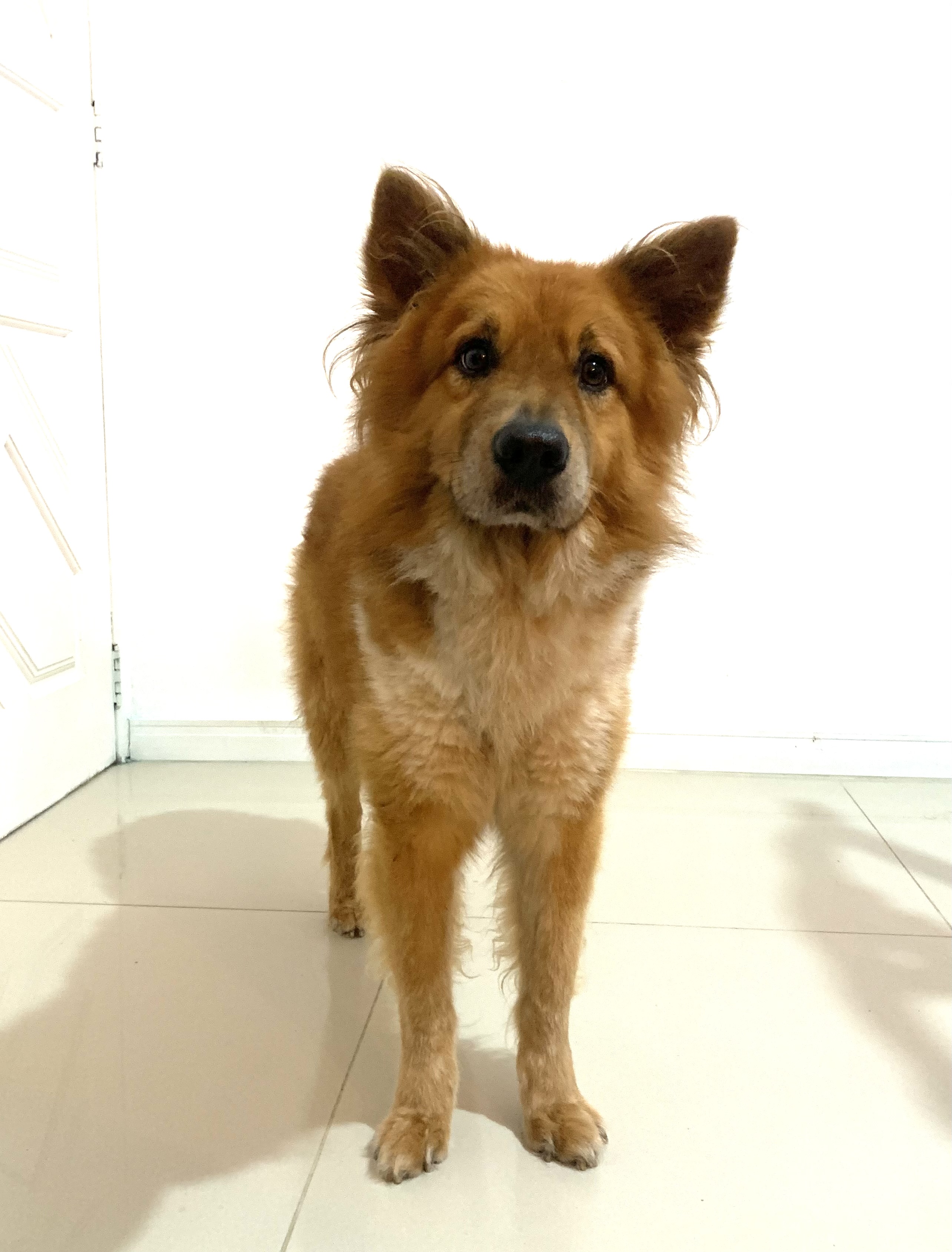 Portal Adocão Cachorro Alemão para Adoção Florianópolis 