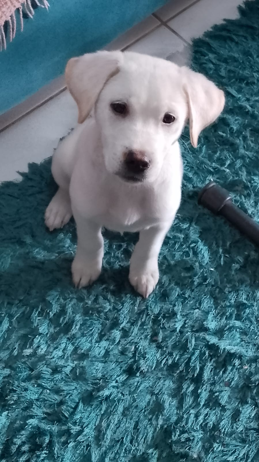 Portal Adocão Cachorro macho branco nascido em julho deste ano em Unamar Unamar