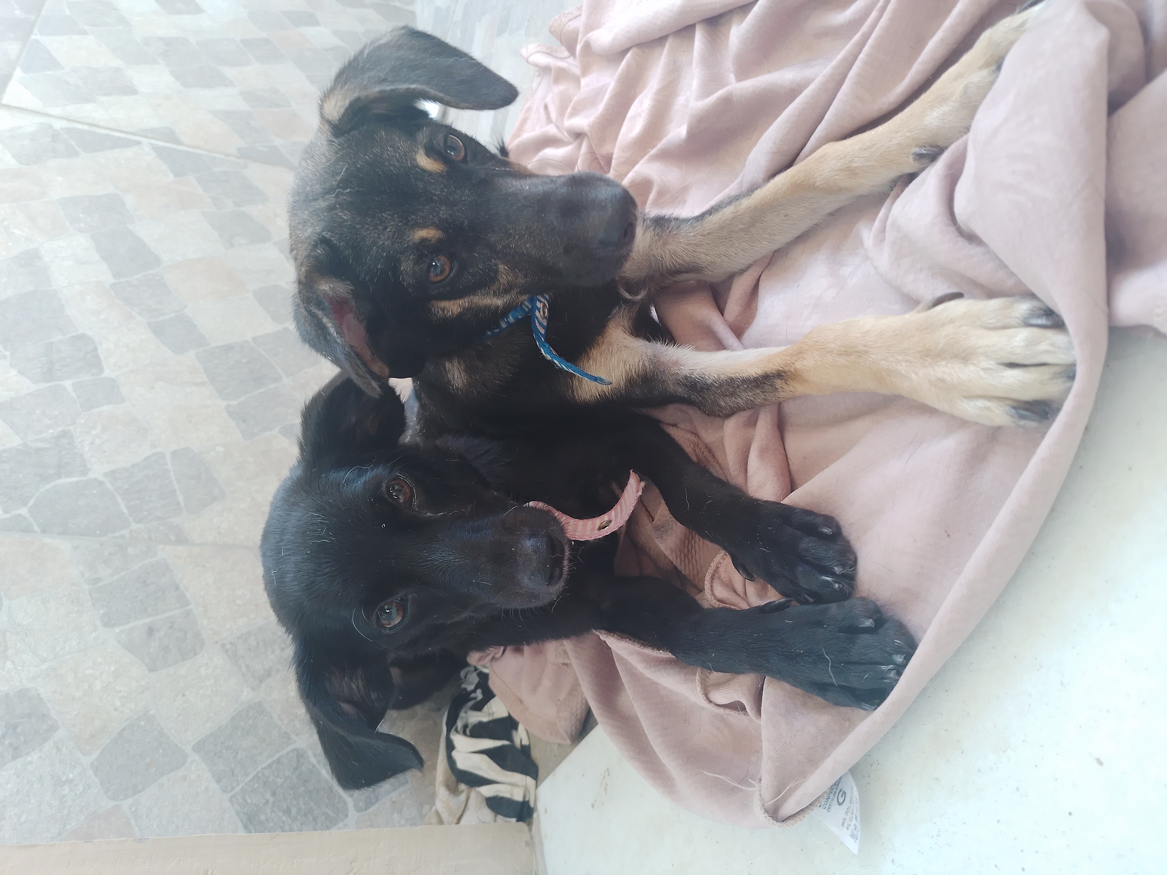 adoção de cachorro Olá estou doando 2 filhotes irmãozinho macho e fêmea 8 meses Rio de Janeiro 