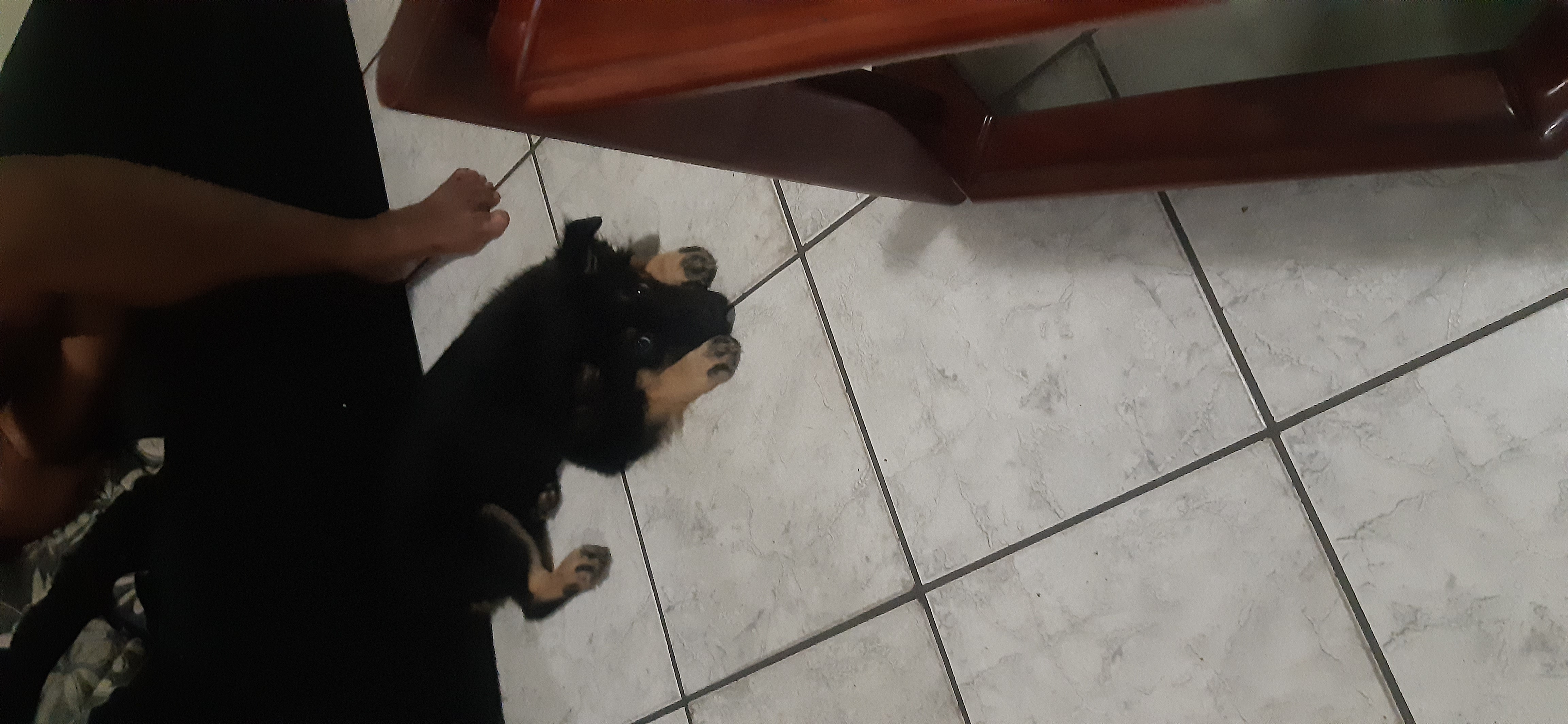 Portal Adocão Doação de pet Rio de Janeiro