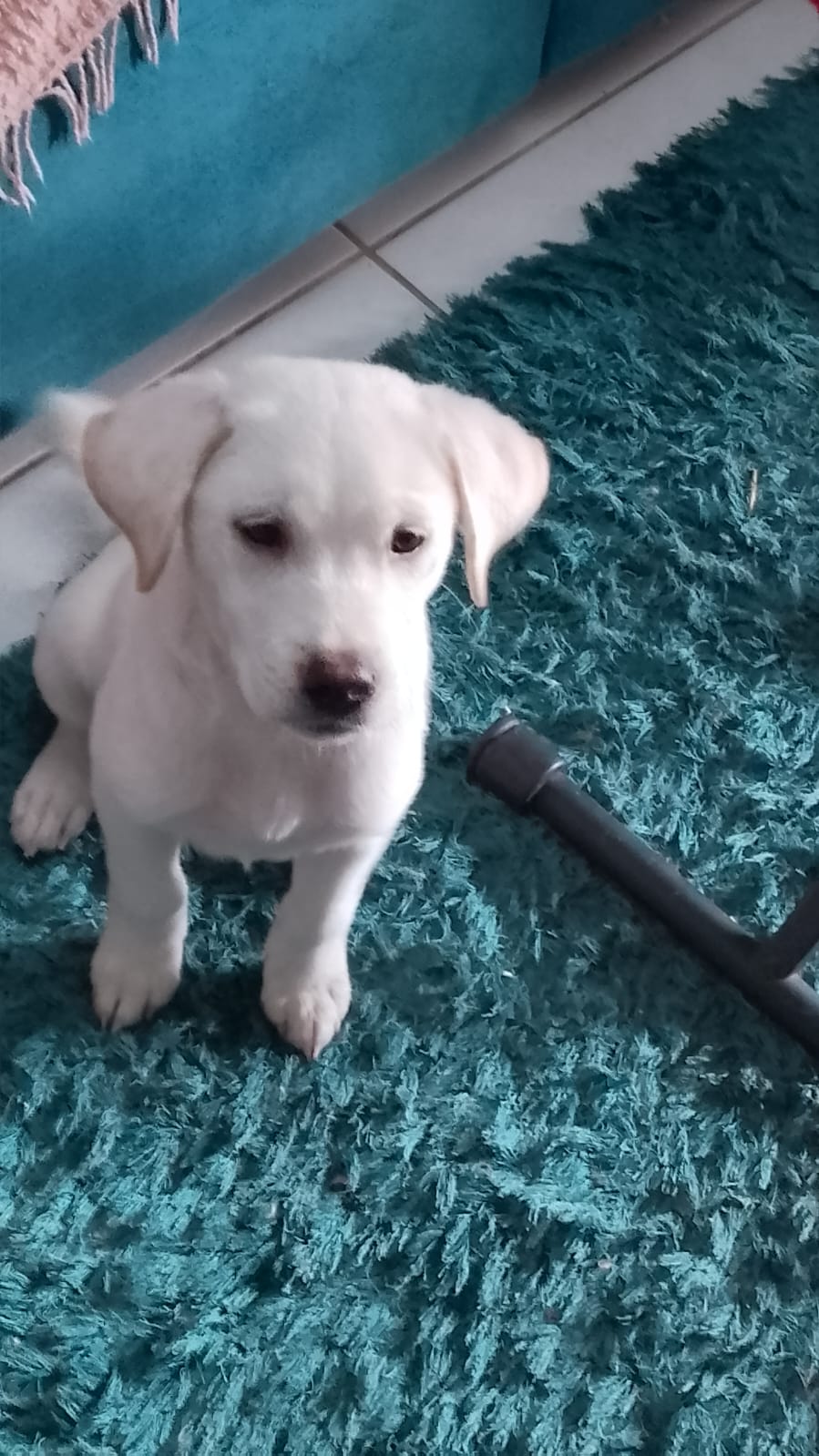 Portal Adocão Cachorro macho branco nascido em julho deste ano em Unamar Unamar