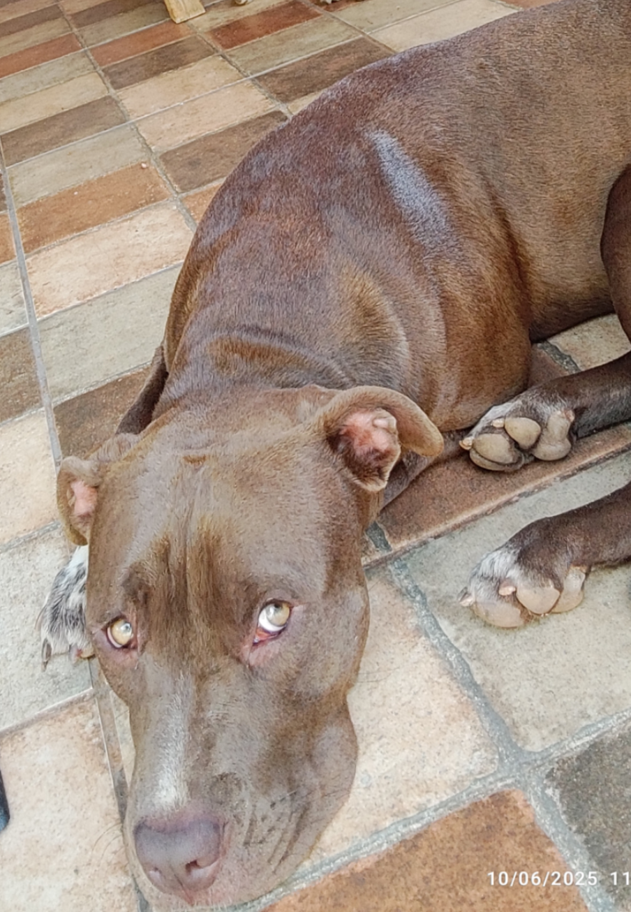Portal Adocão Filhote de pitbull fêmea  Nova Lima