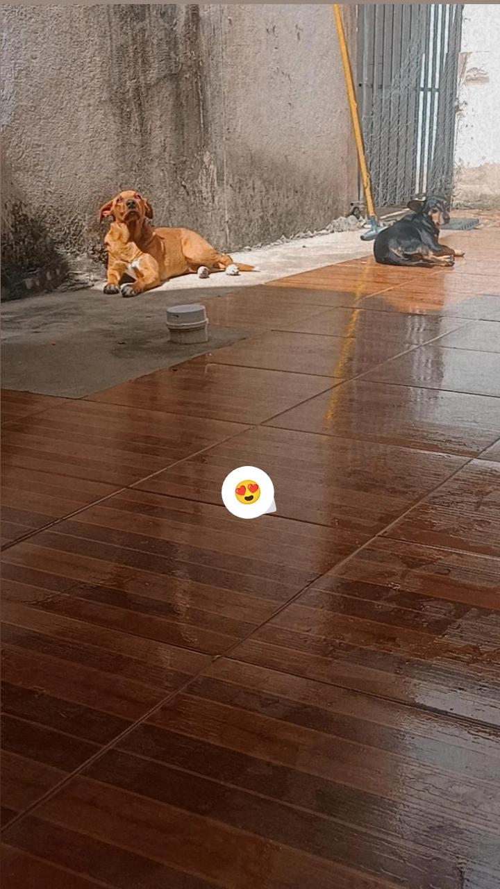 Portal Adocão Doação de cachorro  Belo Horizonte