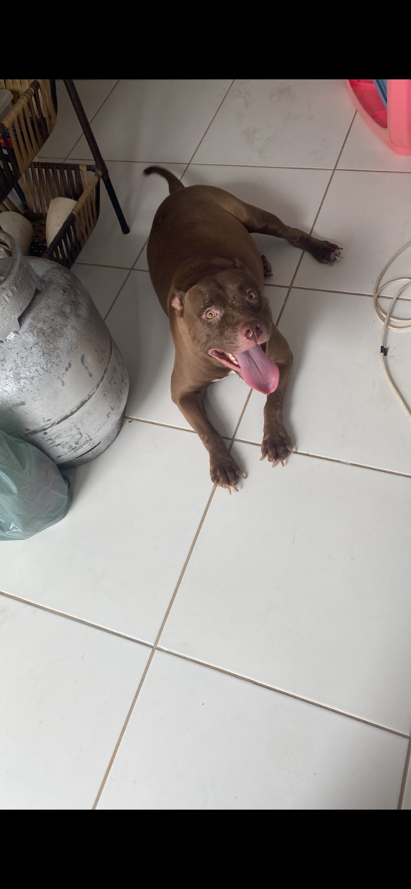 Portal Adocão Cachorra pitbull adoção  Paço do LUMIAR 