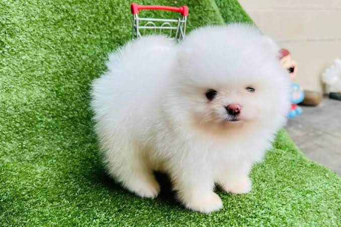Portal Adocão Doando cachorro da raça lulu da palmerania  Volta redonda 