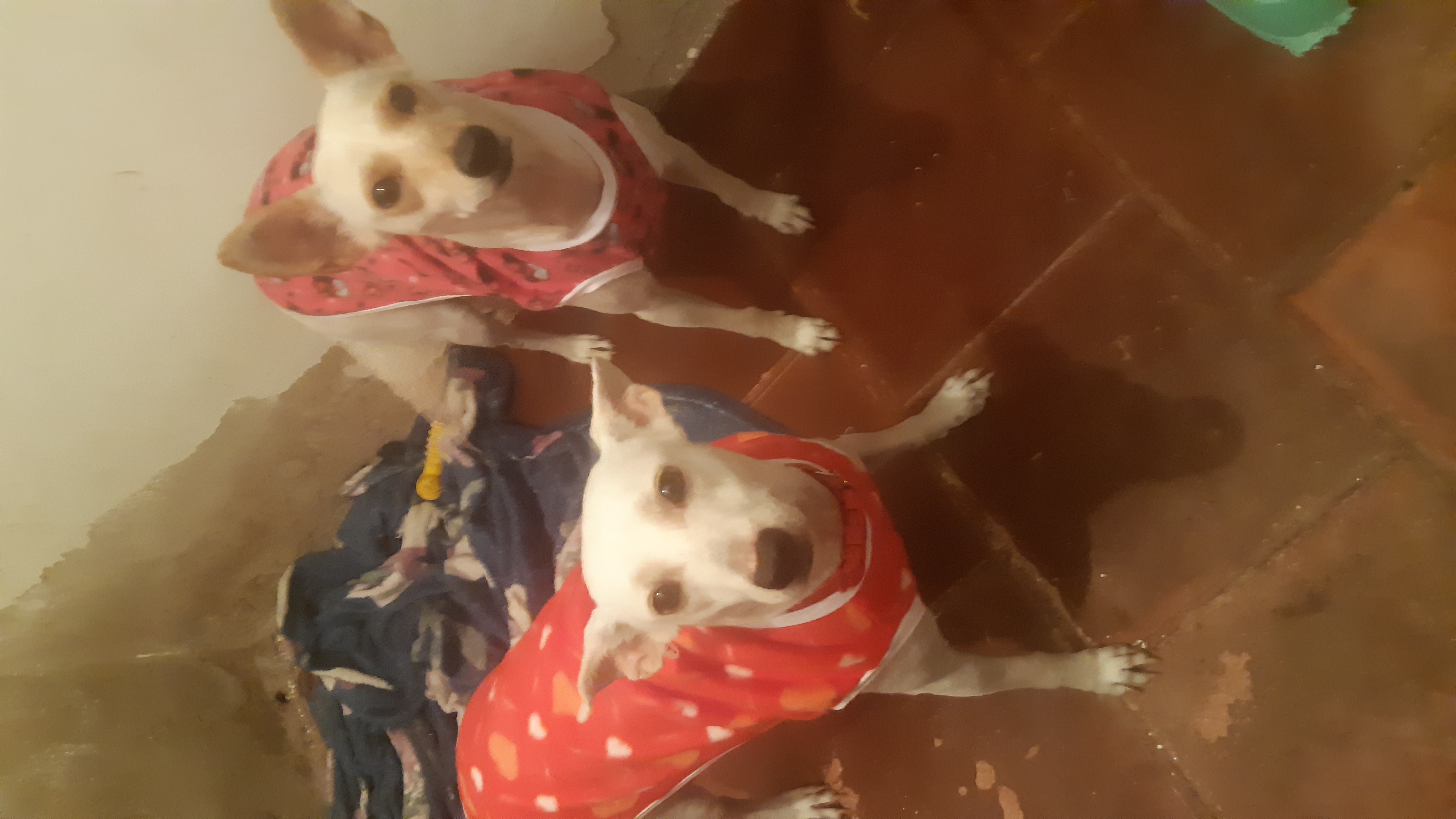 Portal Adocão Doação de duas cachorrinhas mãe e filha Niterói