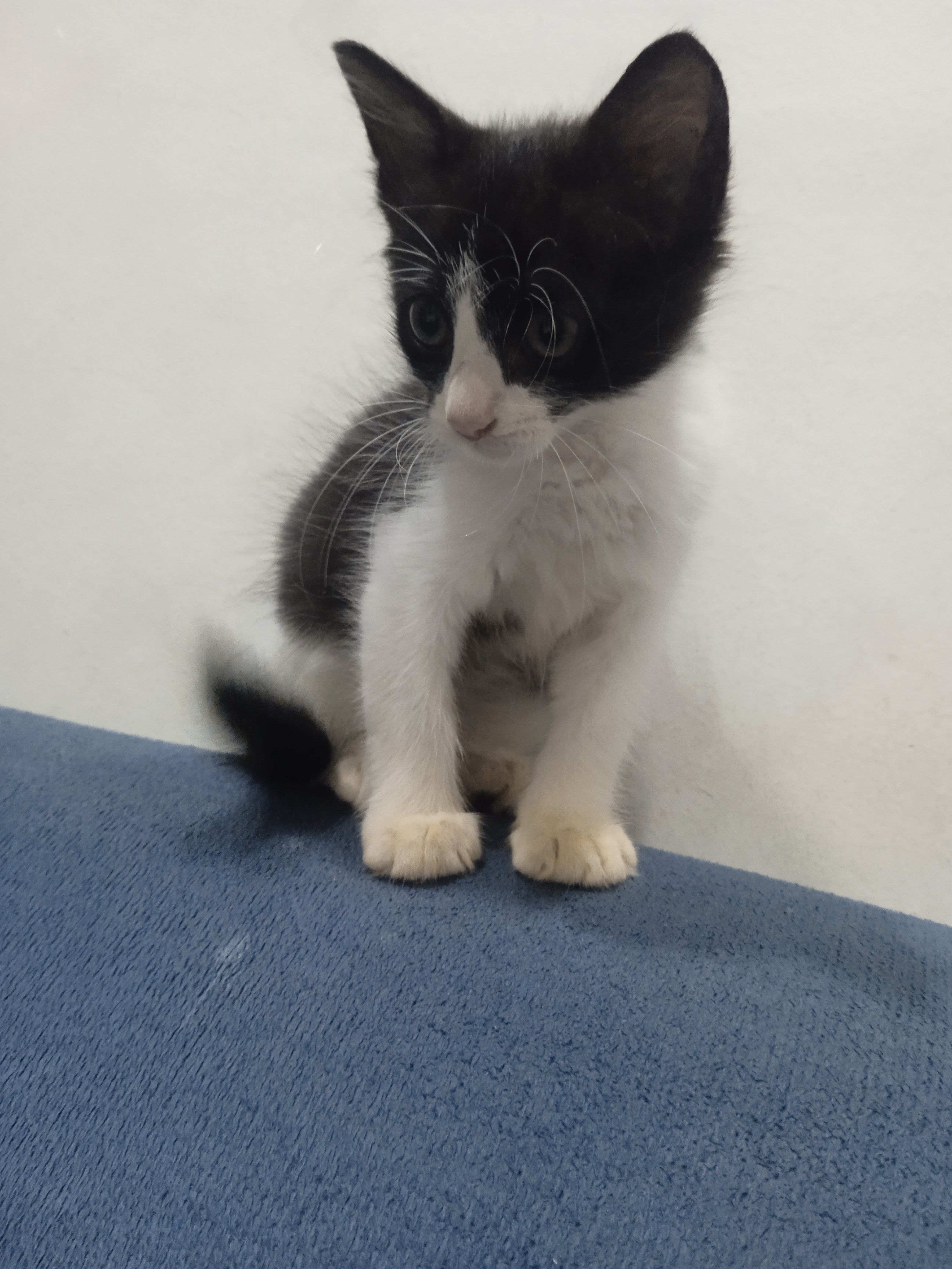 Portal Adocão Gatinho macho disponível para adoção responsável  Parnamirim