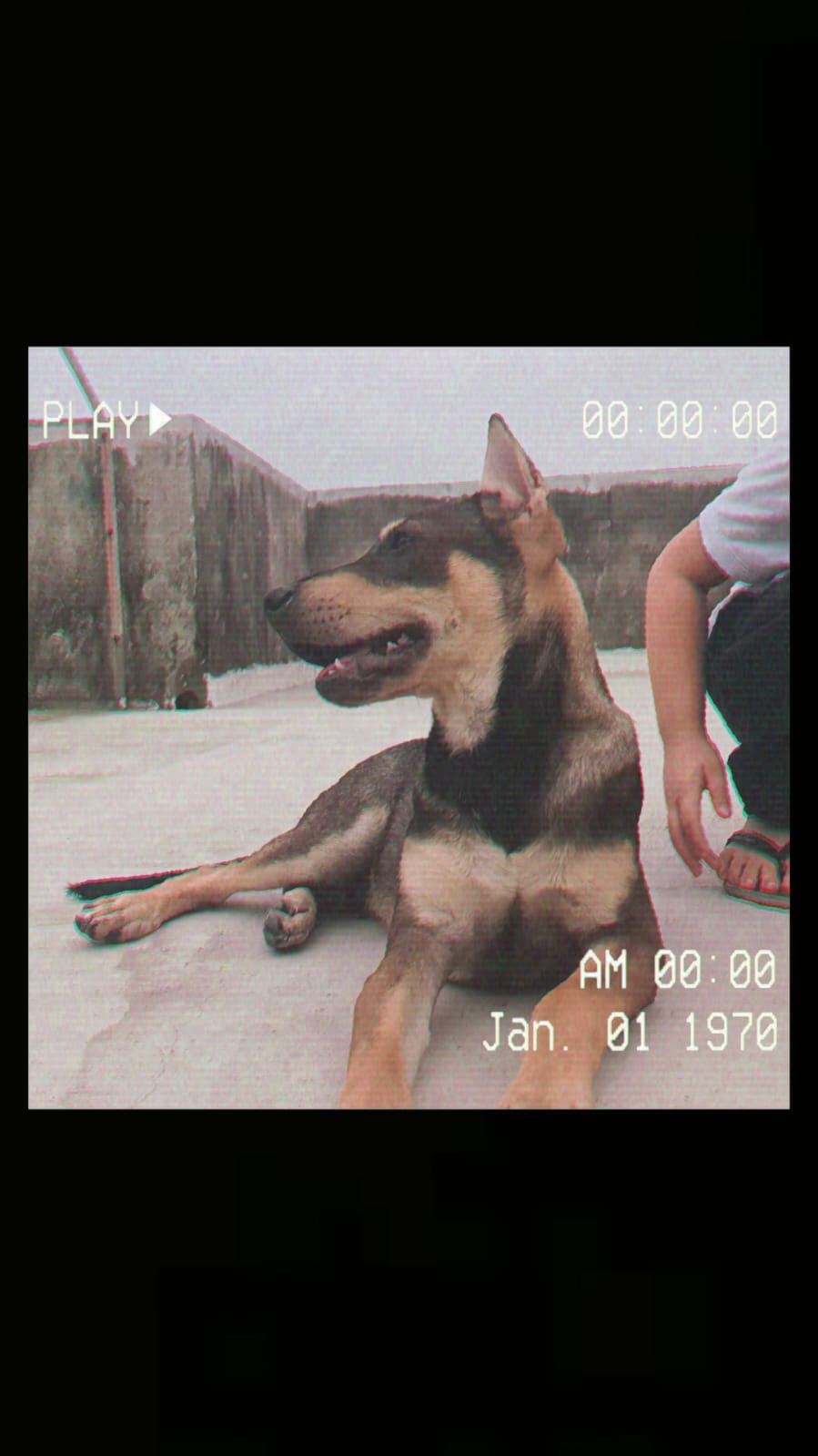 Portal Adocão Adoção responsável desse querido pet. Rio de Janeiro