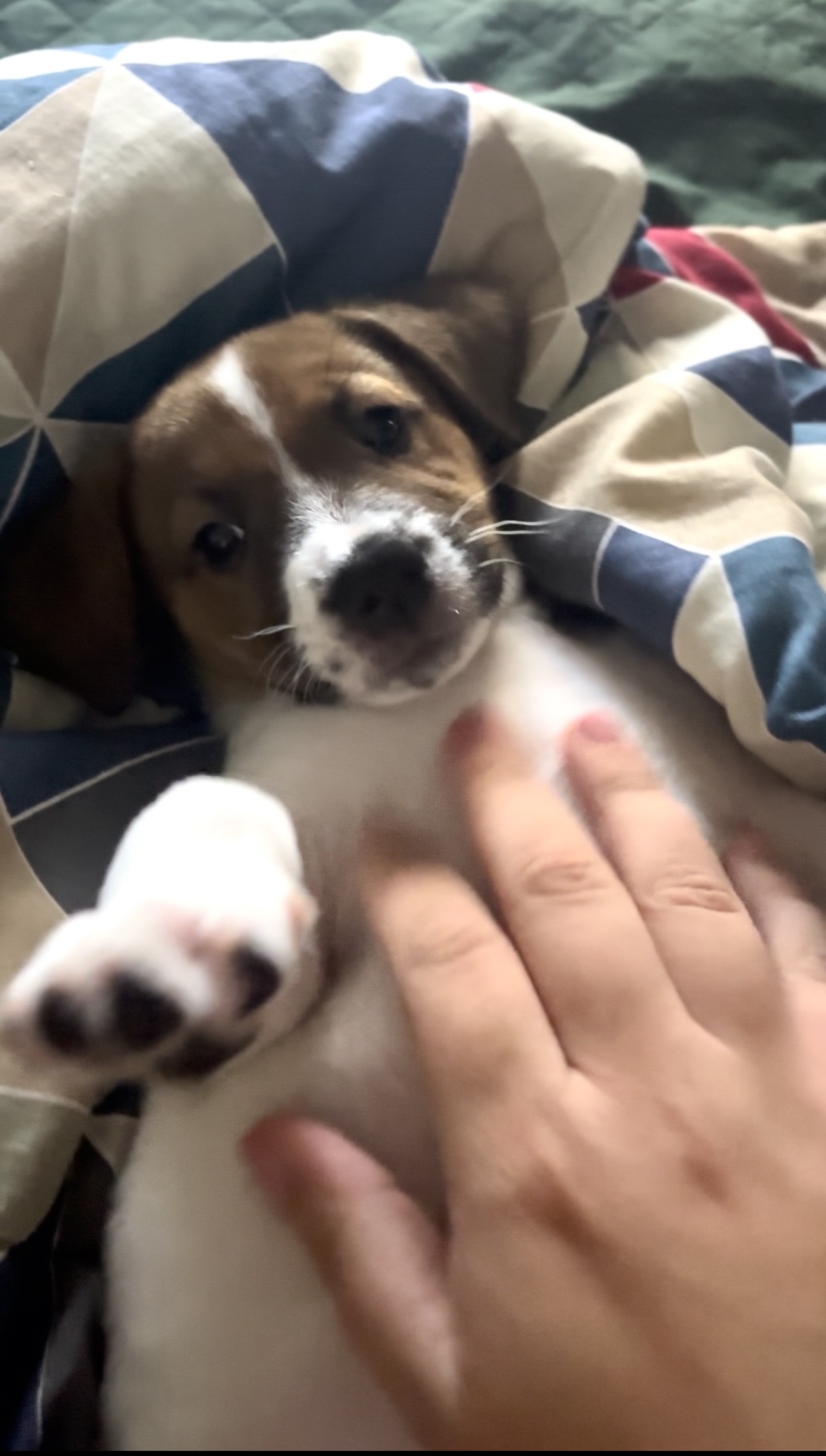Portal Adocão Venda de 1 filhote fêmea jack russell terrier São Paulo 