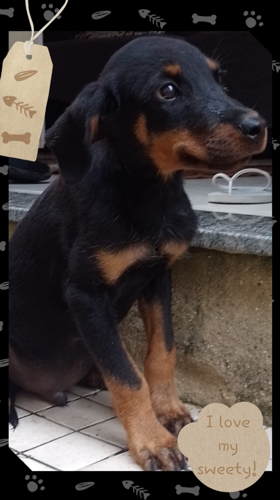 Portal Adocão Rottweiler macho  Rio de Janeiro