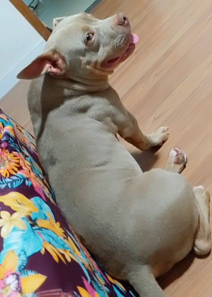 Portal Adocão Doando cachorro american bullying  Salvador 