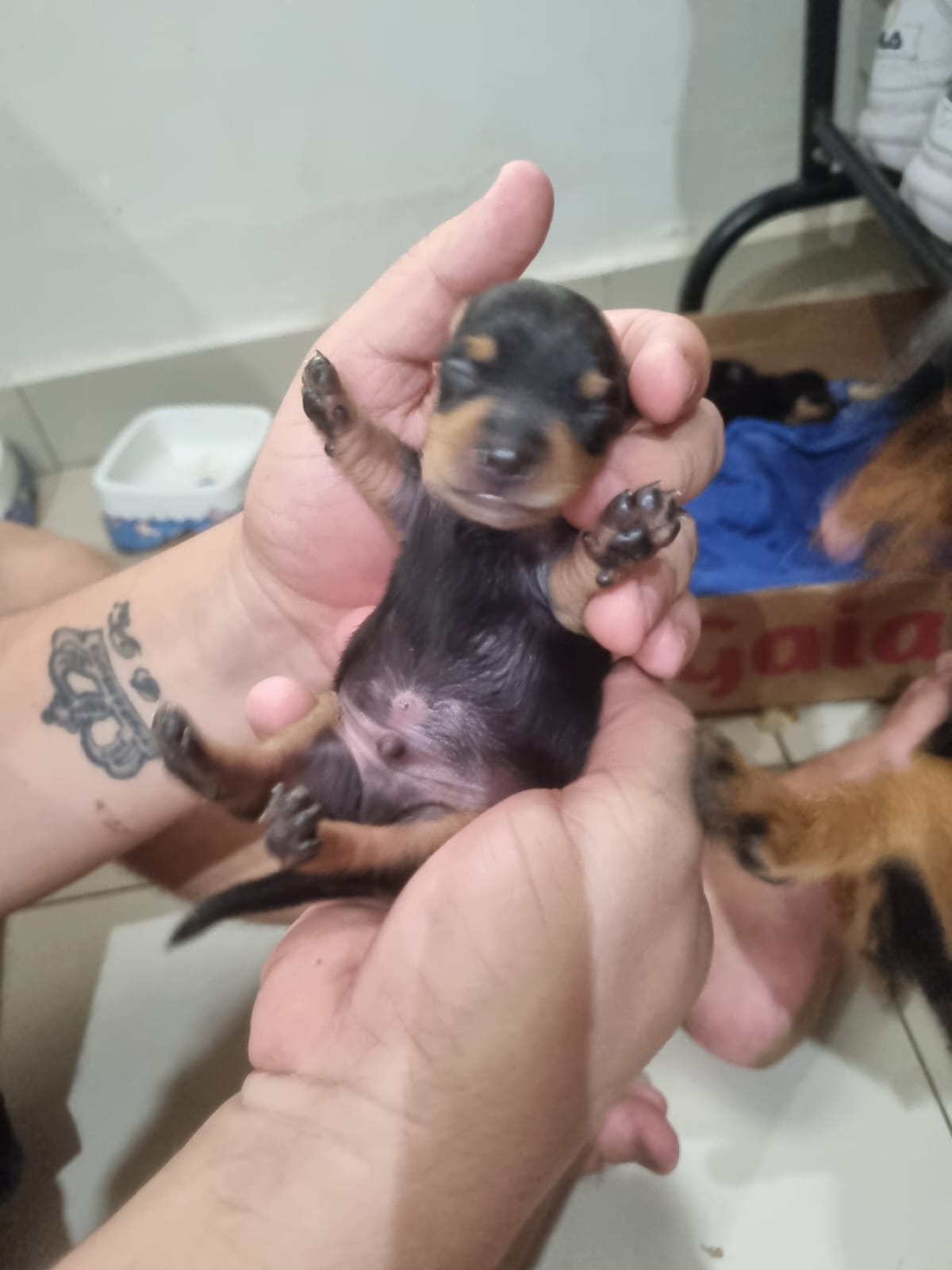 Portal Adocão Pinsher n 1 Santarém