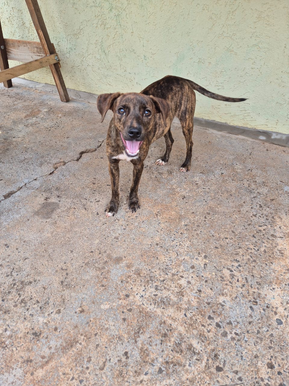Portal Adocão Cães para doação  Sao jose do rio preto