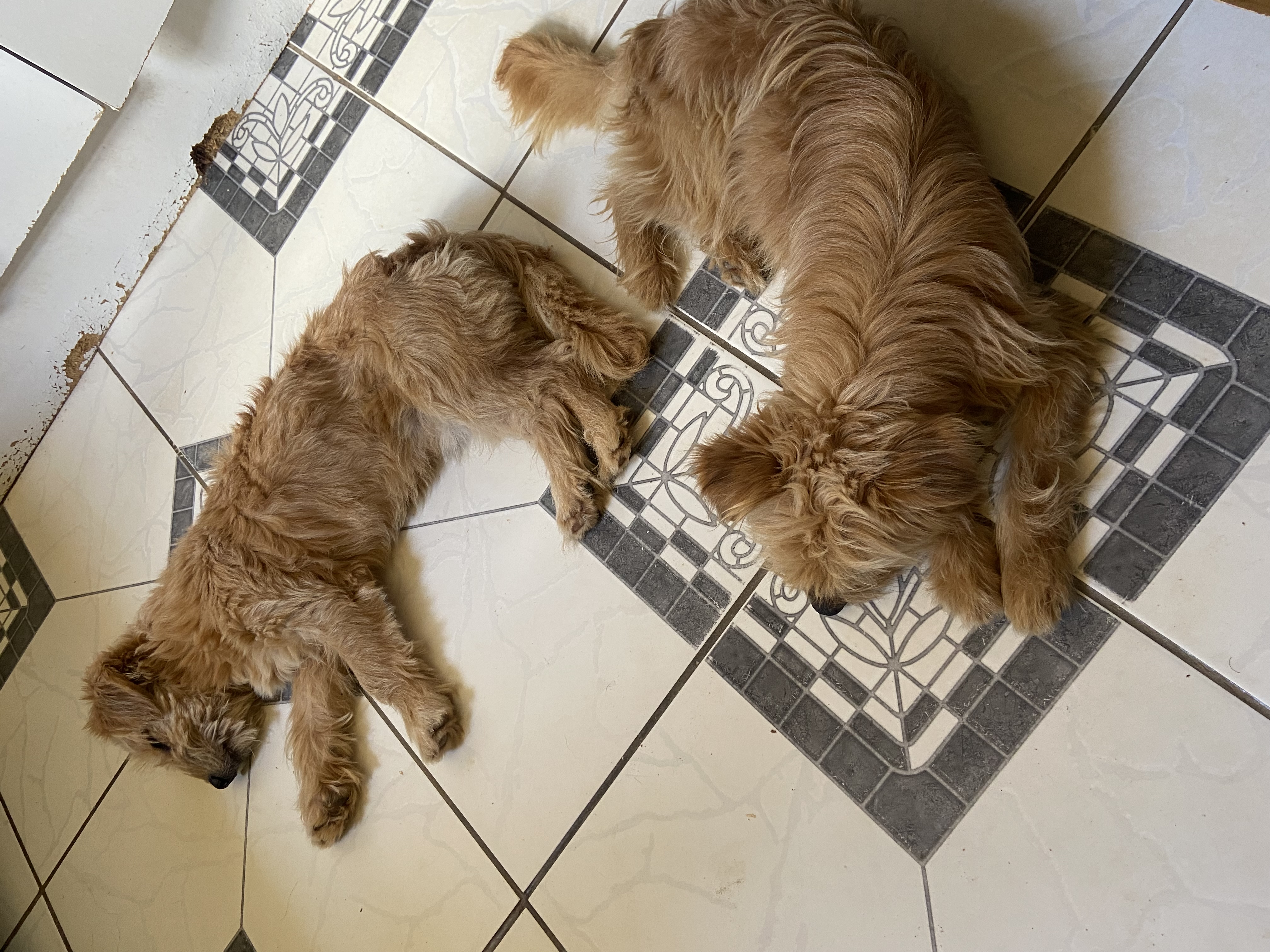 Portal Adocão Três cachorros para doação  Belo horizonte