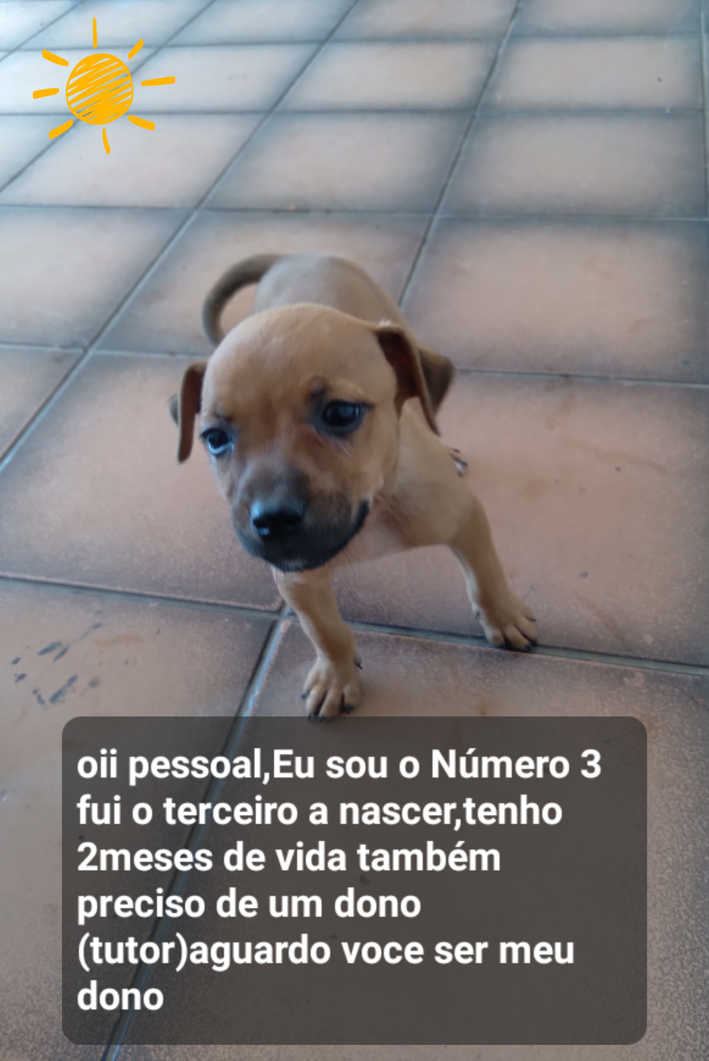 Portal Adocão Doação  Campinas 