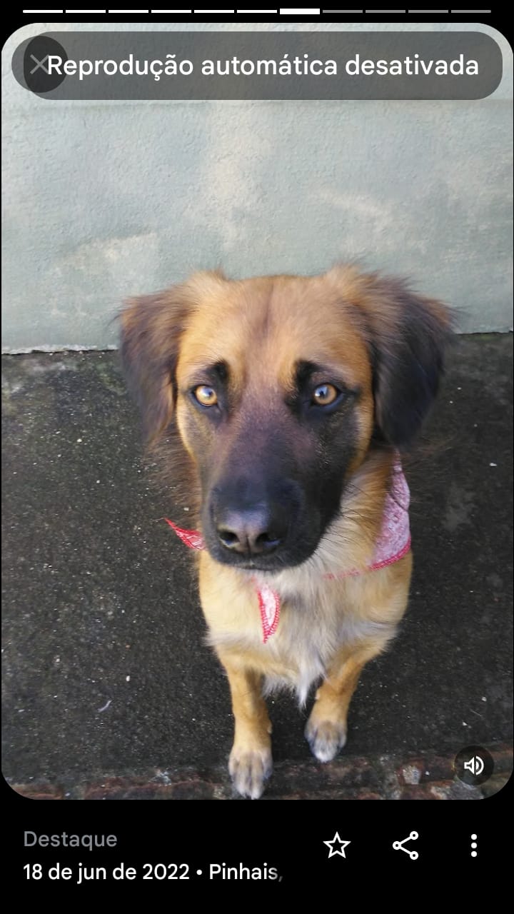 Portal Adocão DOANDO CÃO PORTE MÉDIO CURITIBA