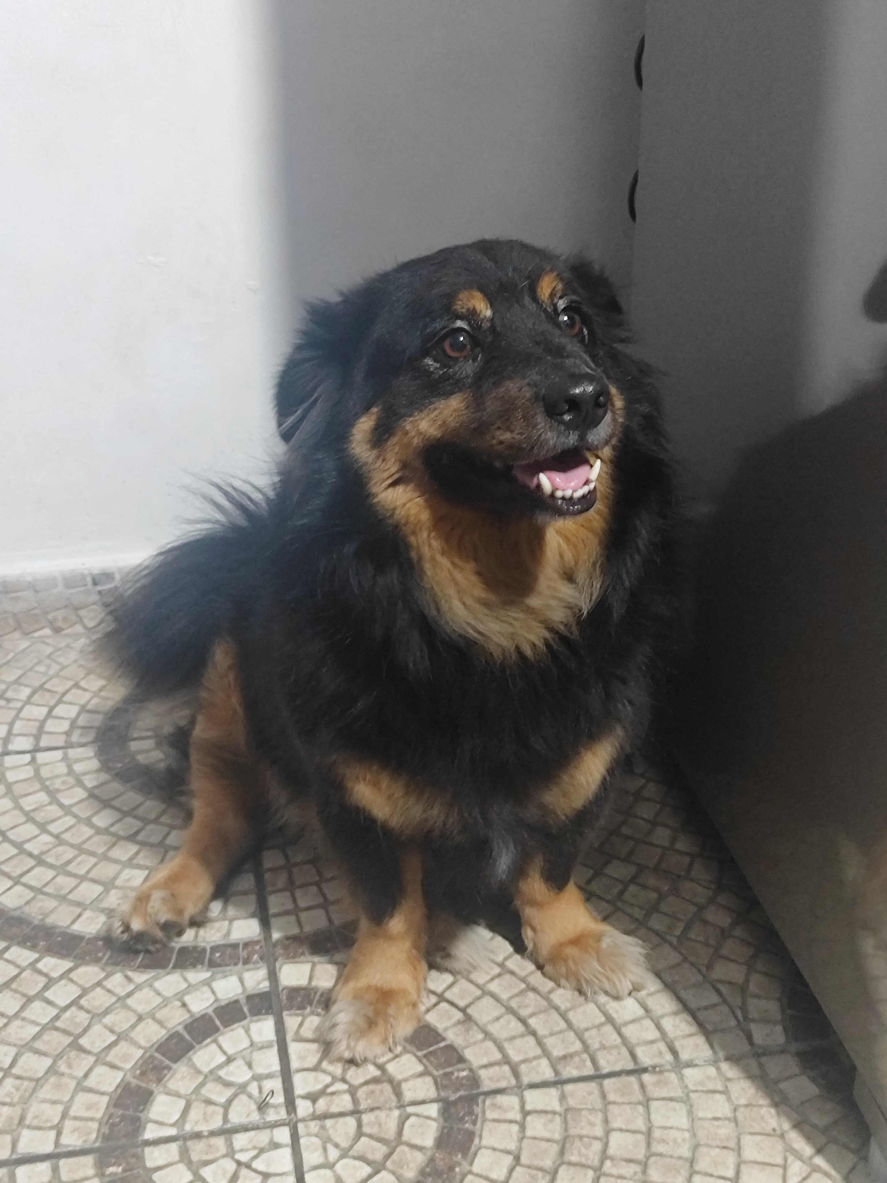 Portal Adocão Cão adorável para adoção  Osasco 