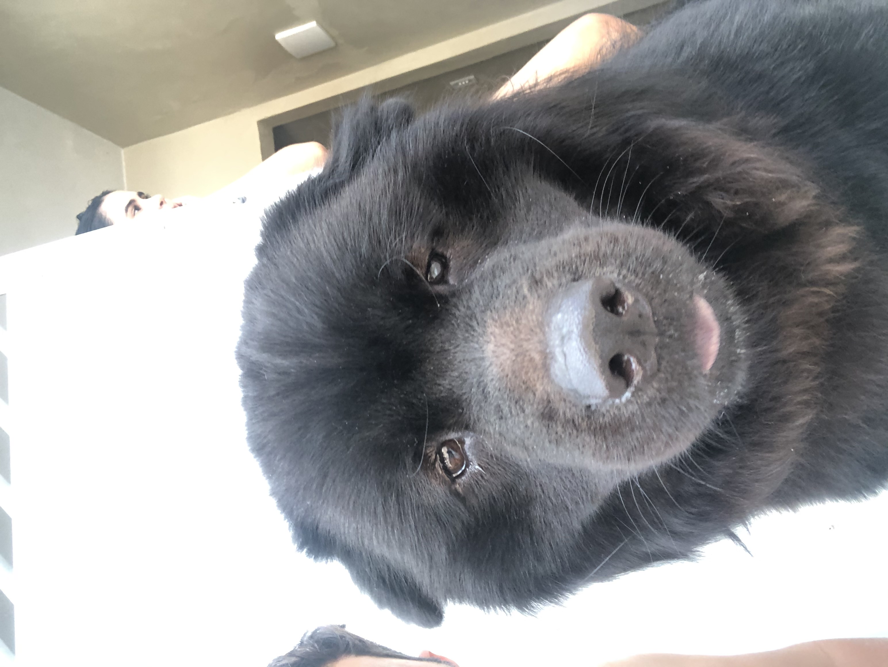 Portal Adocão Doação de chow chow  São Luís 