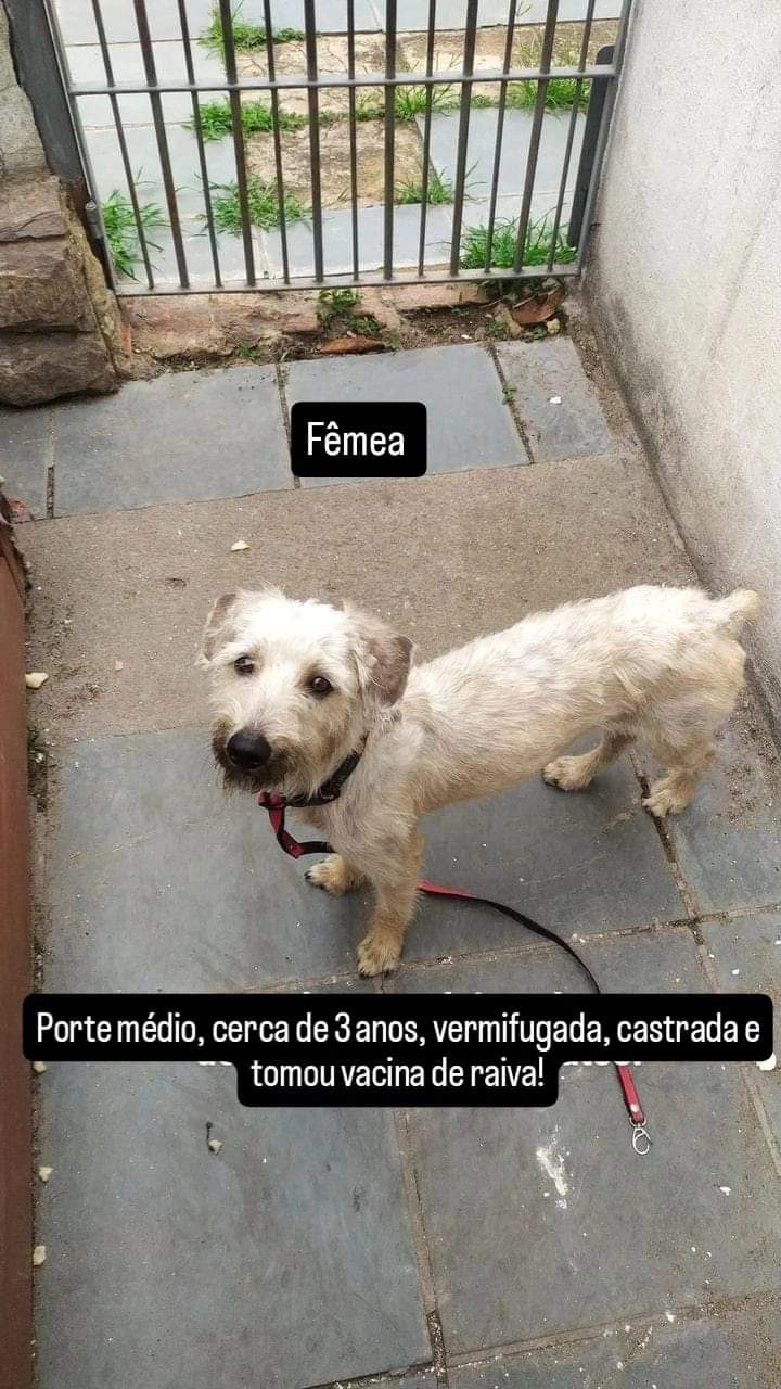 Portal Adocão ADOÇÃO  Volta Redonda