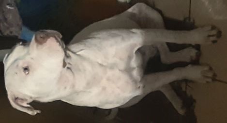 Portal Adocão Pitbull fêmea 3 anos São José dos Pinhais