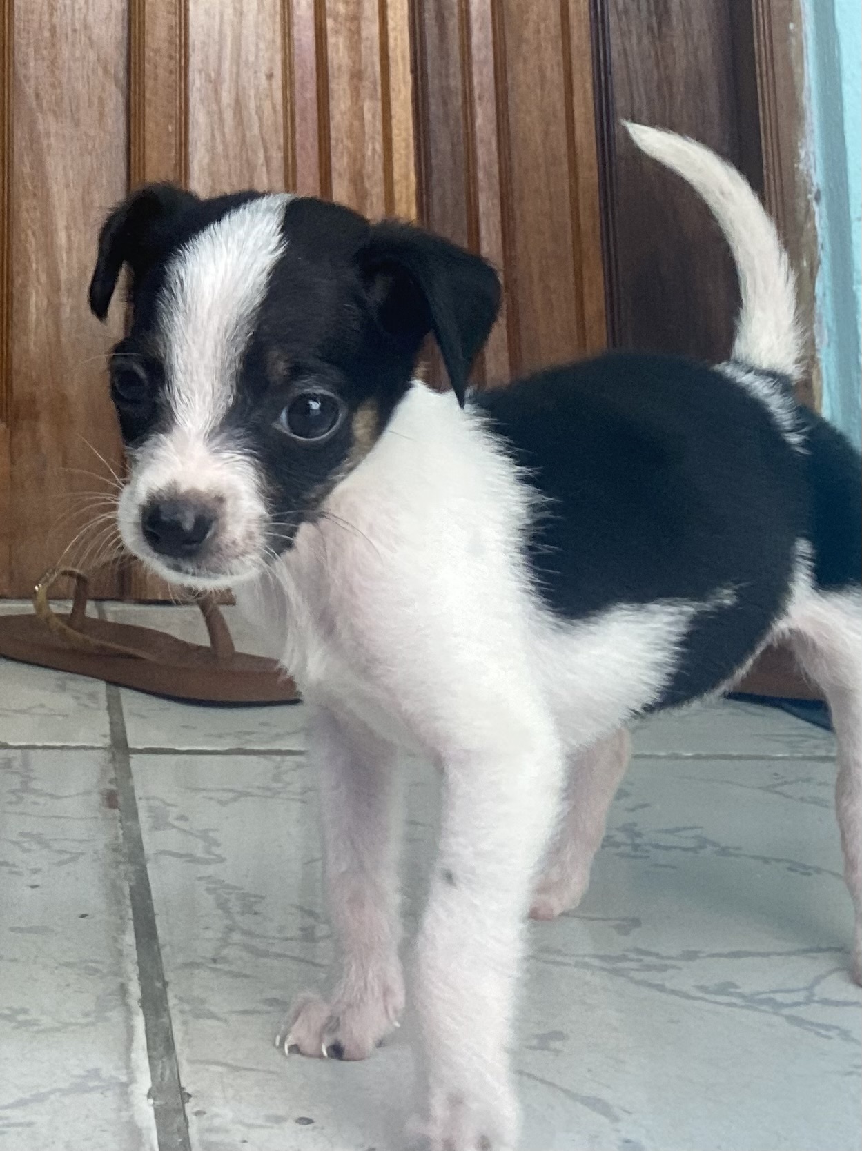 Portal Adocão Adoção  Recife