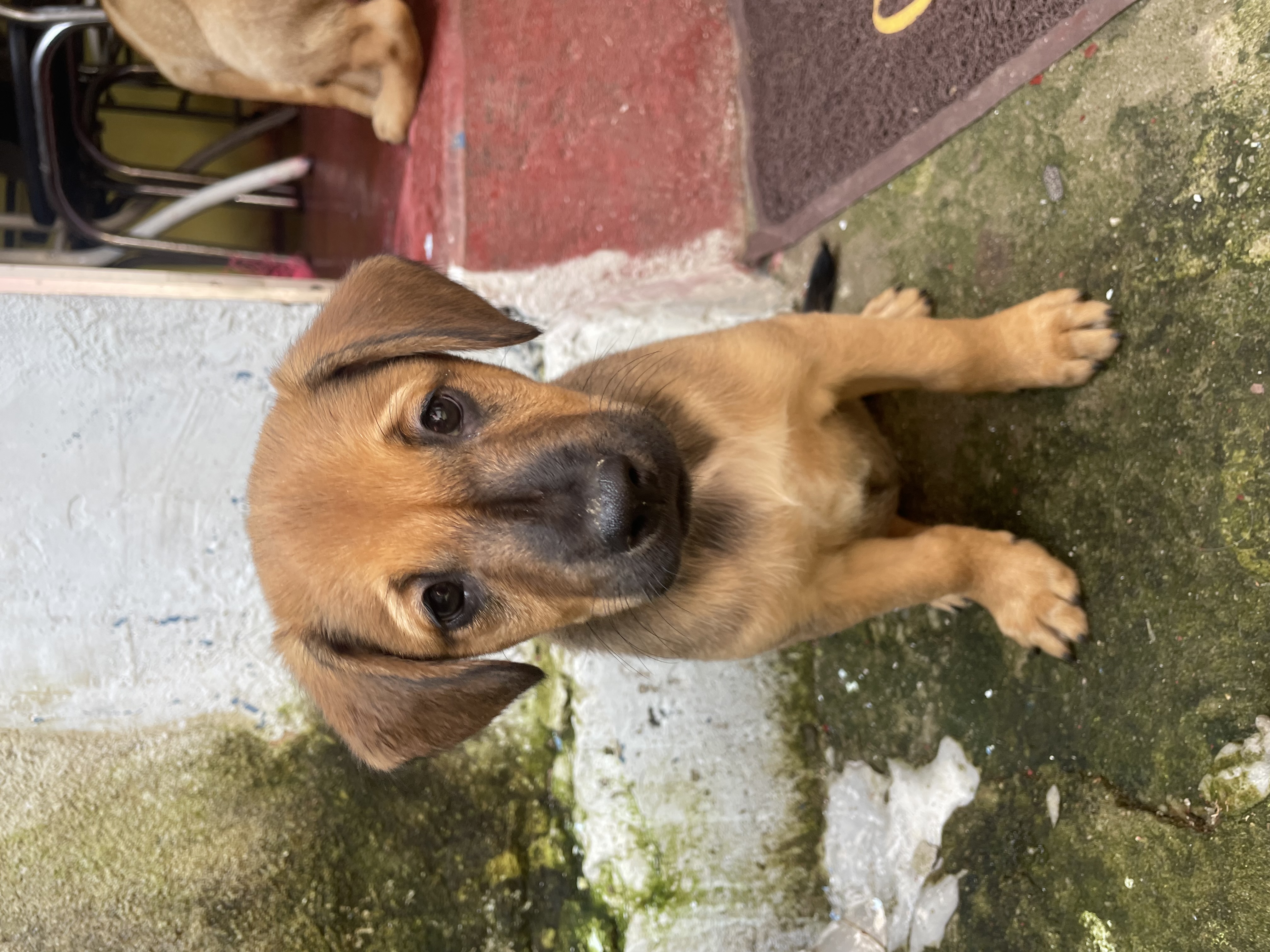 Portal Adocão 🐶 Filhotes Disponíveis – Macho e Fêmea! 🐶 Belo horizonte 