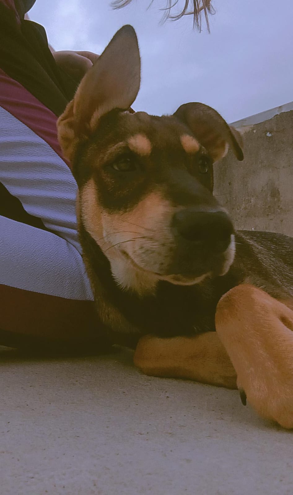 Portal Adocão Adoção responsável desse querido pet. Rio de Janeiro