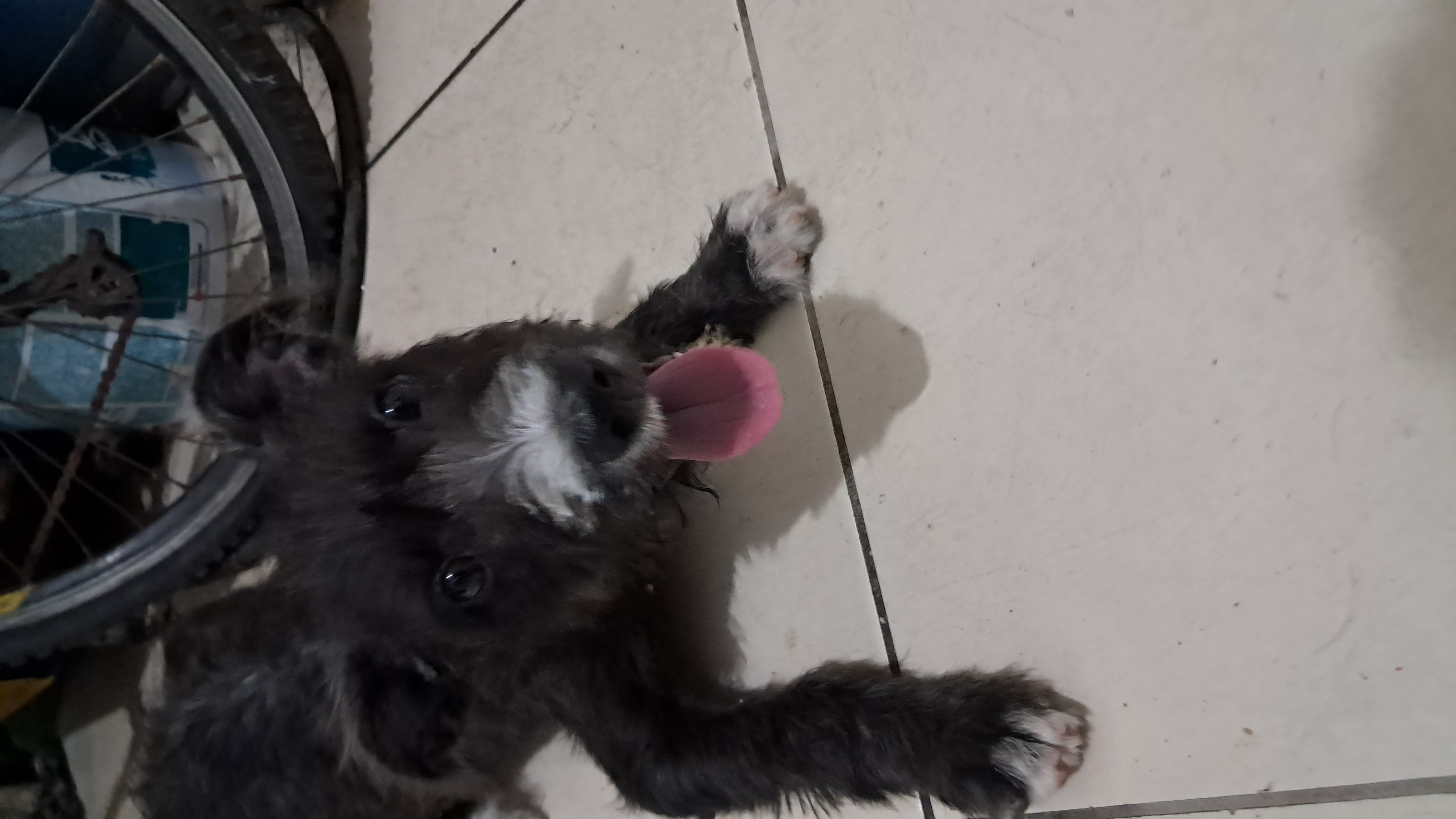 Portal Adocão Cachorrinho Vira-Lata Fortaleza