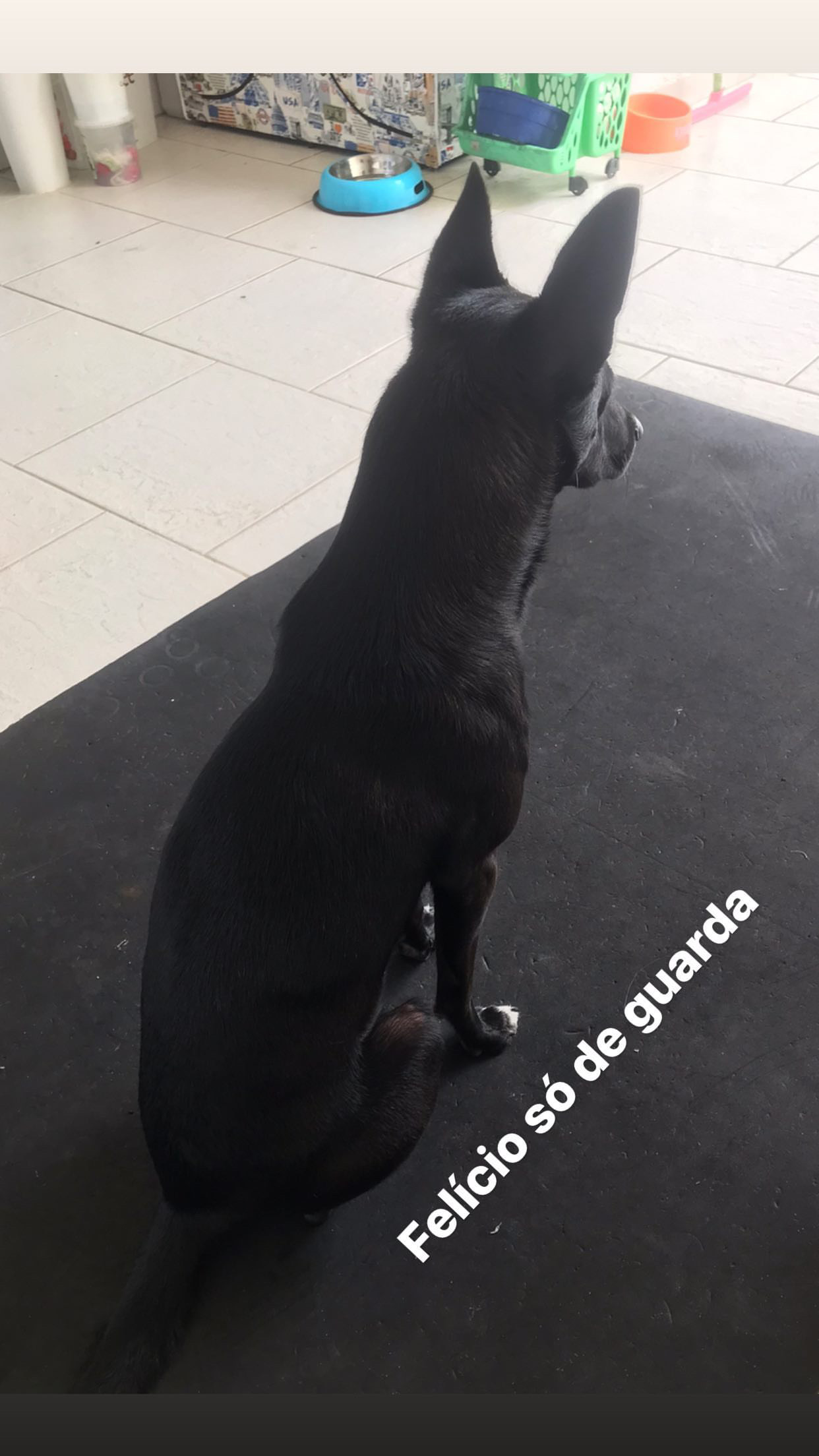 Portal Adocão Doação de um lindo cão  Araruama 