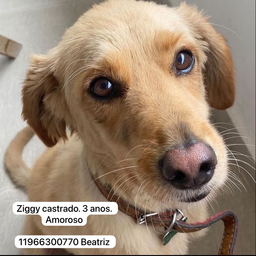 Portal Adocão Cachorro sem dono Sao paulo