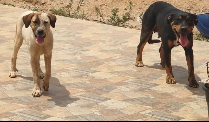 Portal Adocão Doação de cães adultos Brasilia
