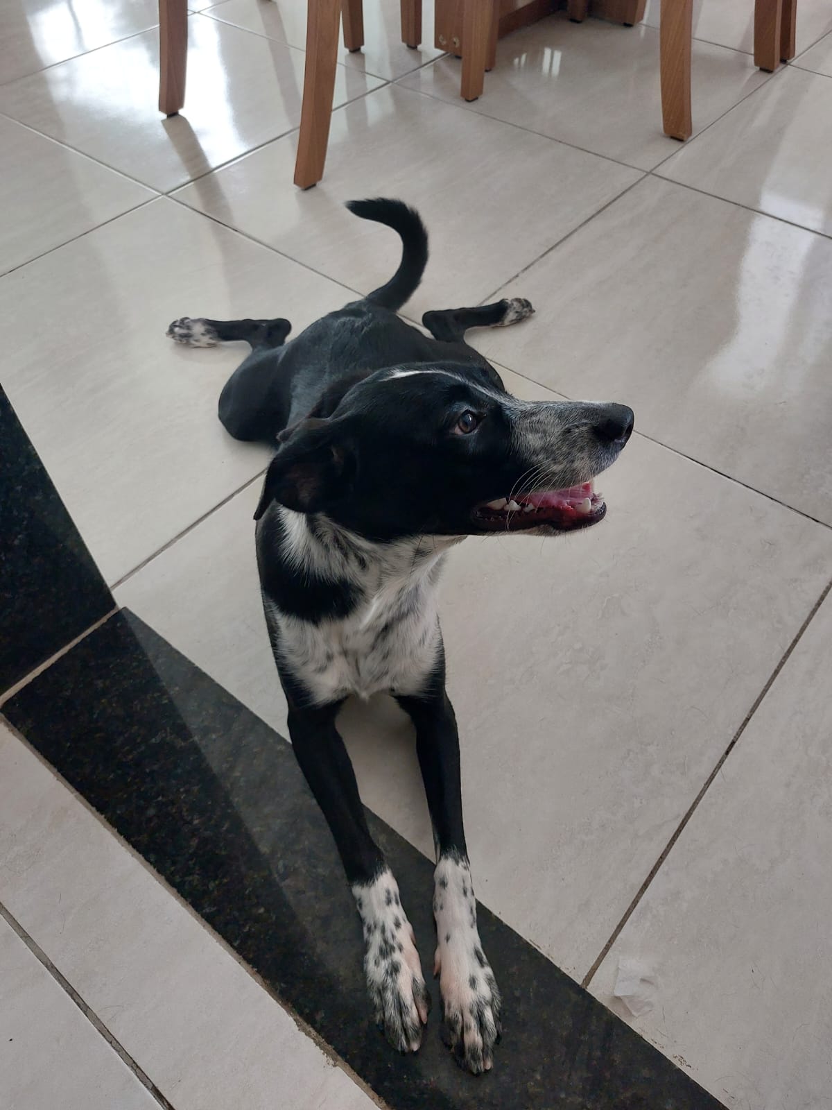 Portal Adocão Cachorrinha para adoção Recife