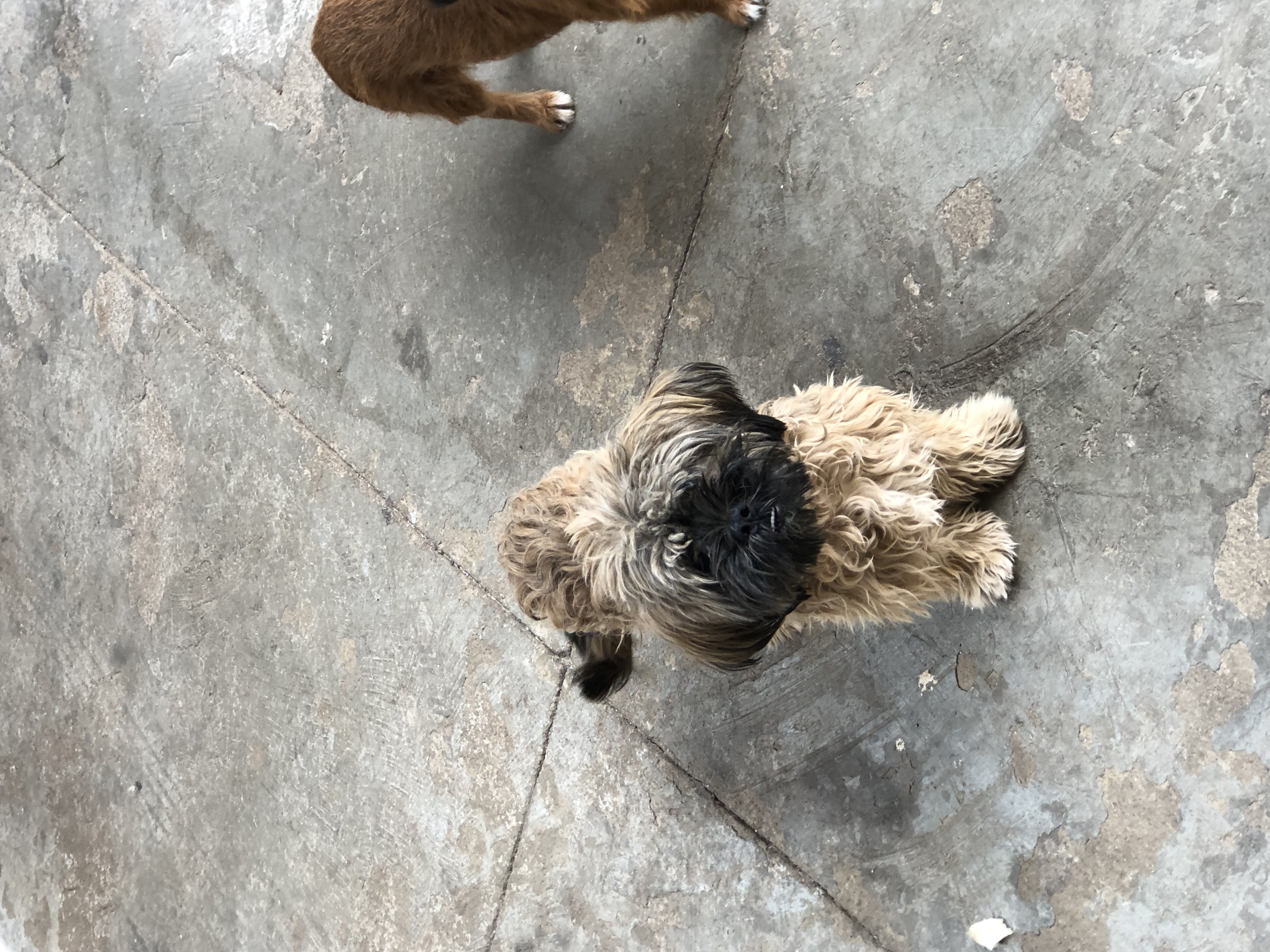 Portal Adocão Adoção de dois cachorros  Goiânia 