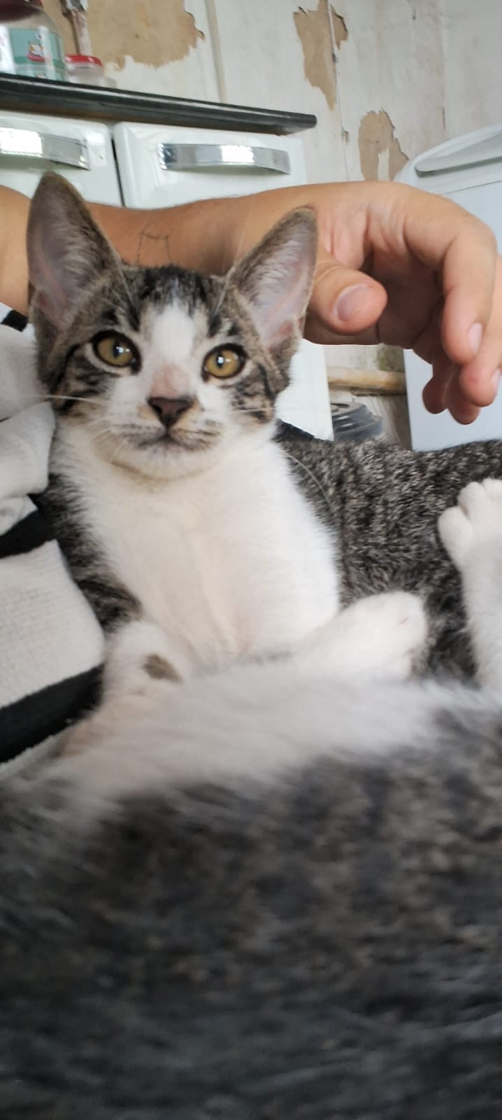 Portal Adocão Adota Gatinho filhote Recife
