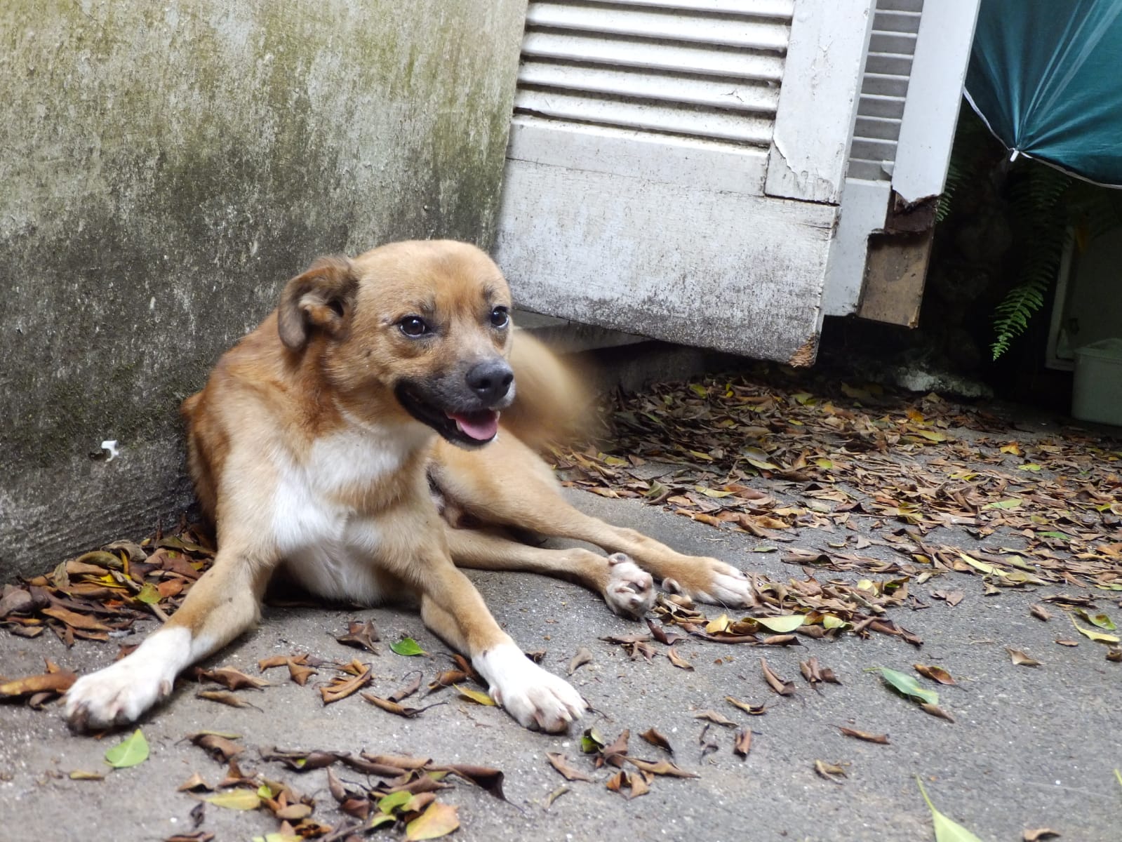 Portal Adocão Cão pequeno Caramelo macho PROCURA POR UM LAR Porto Alegre