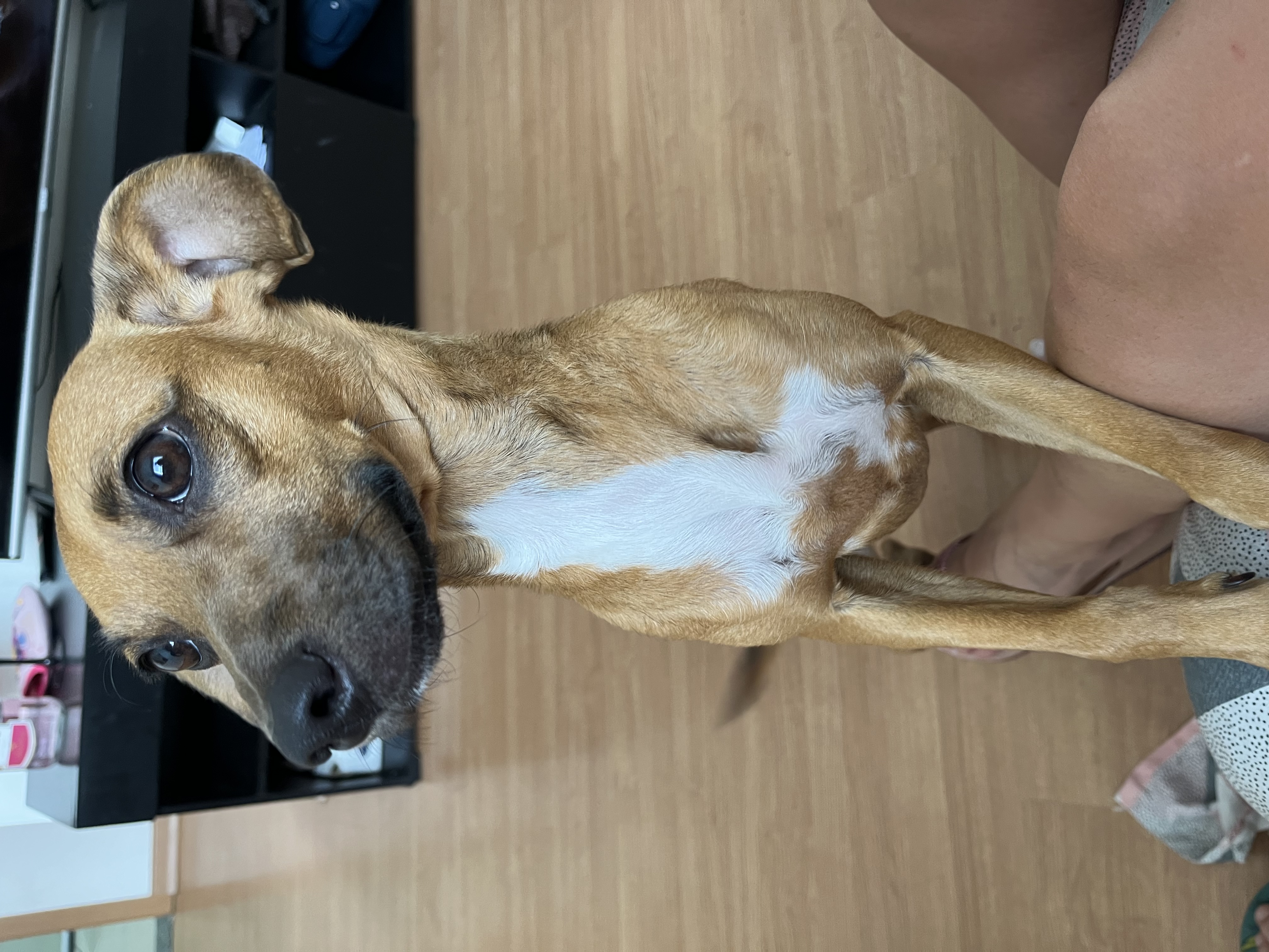 adoção de cachorro Cachorrinha cloe precisa de um lar  Belo Horizonte 