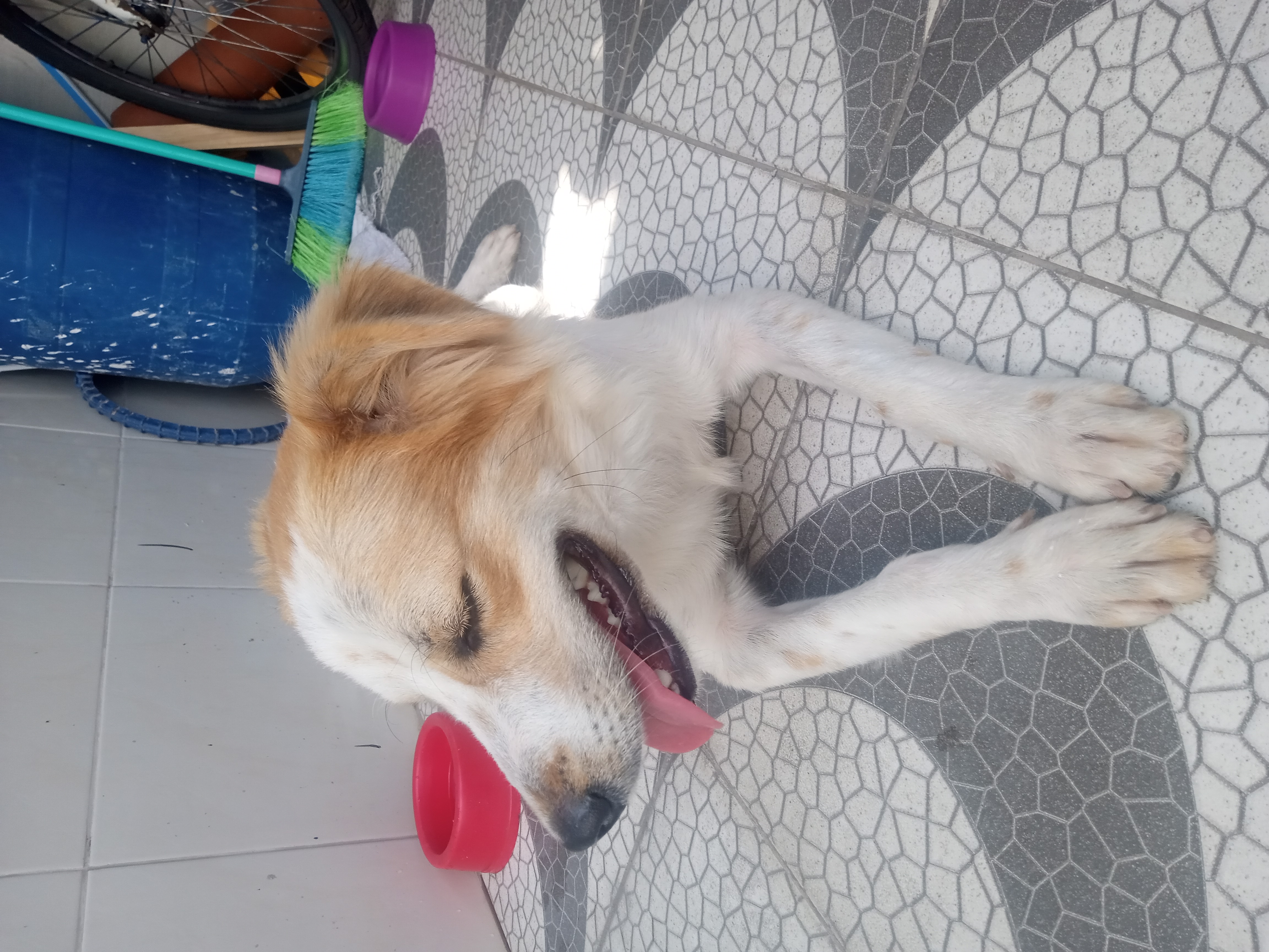 Portal Adocão Cachorro pra ser adotado Recife